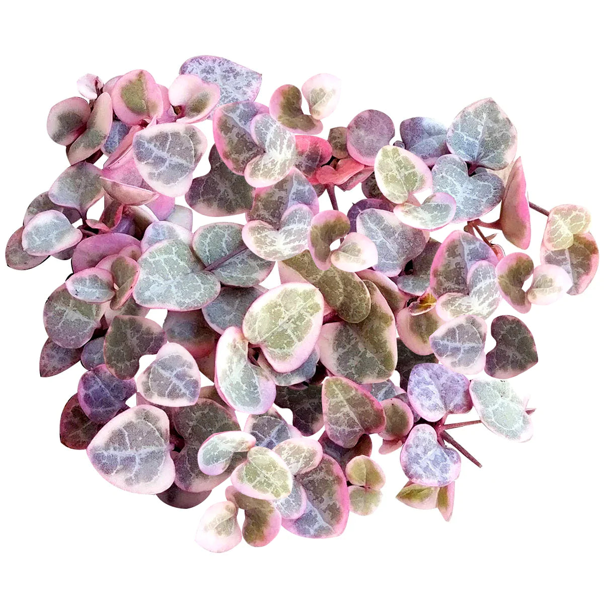 Ceropegia Woodii f. Variegata 'Variegated String of Hearts'-mmluna