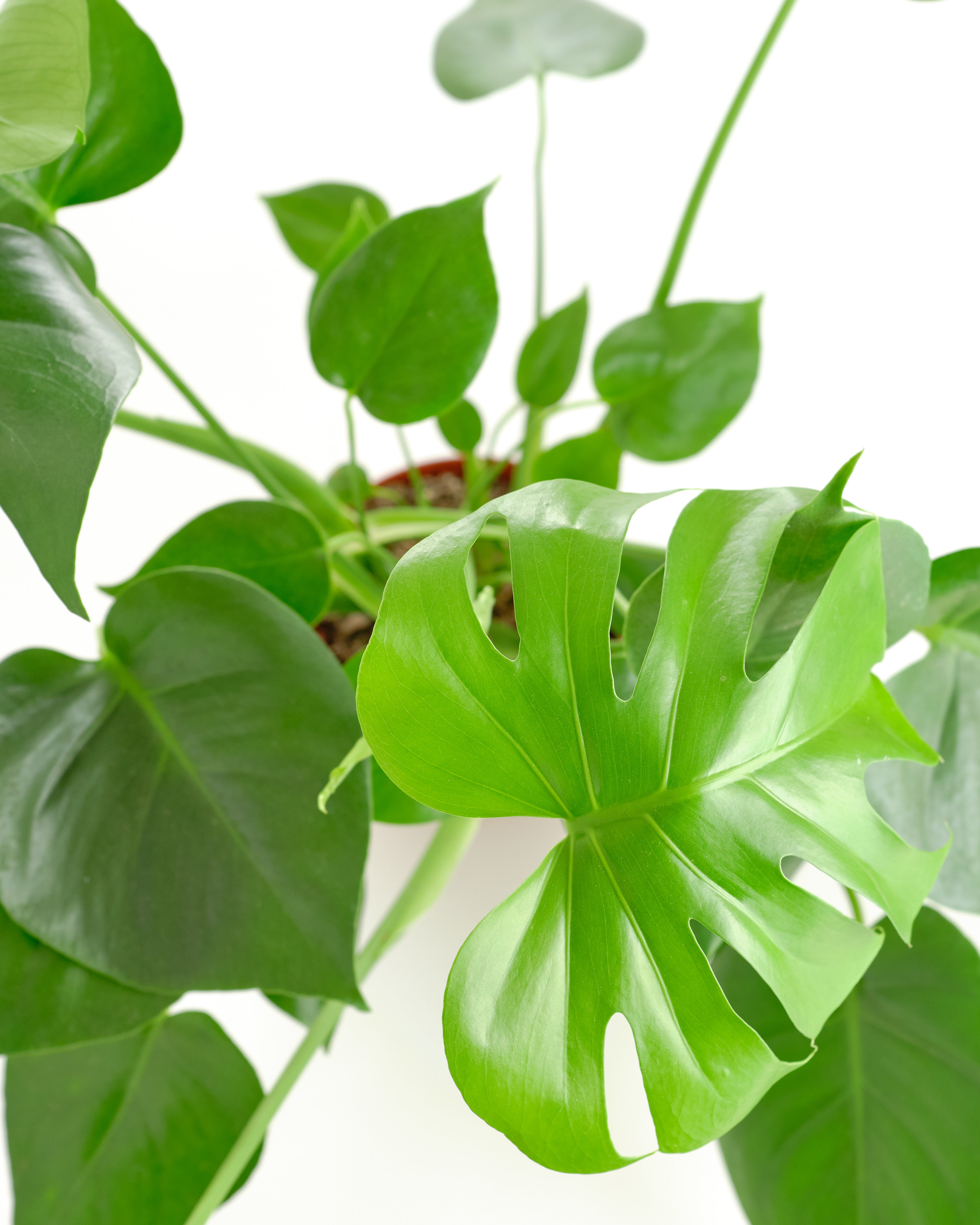 Monstera Deliciosa 'Split Leaf'-mmluna