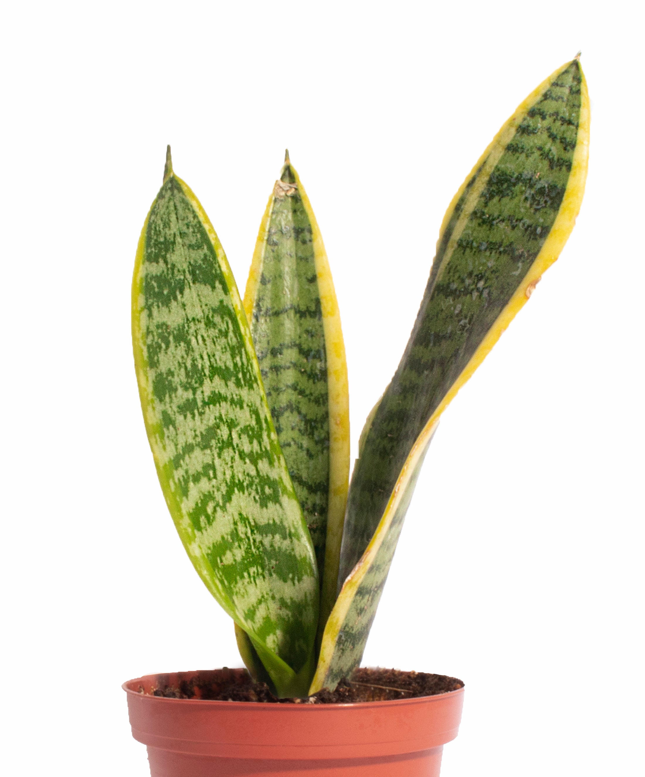 Air Purifying Duo Collection-mmluna