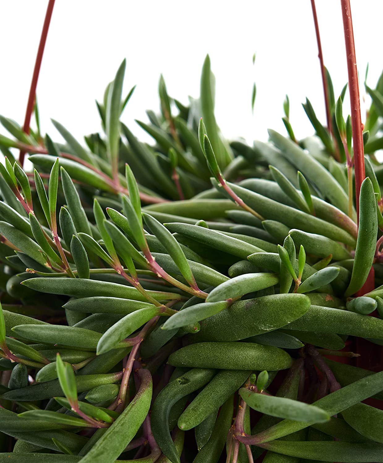 Othonna Capensis 'Ruby Necklace'-mmluna