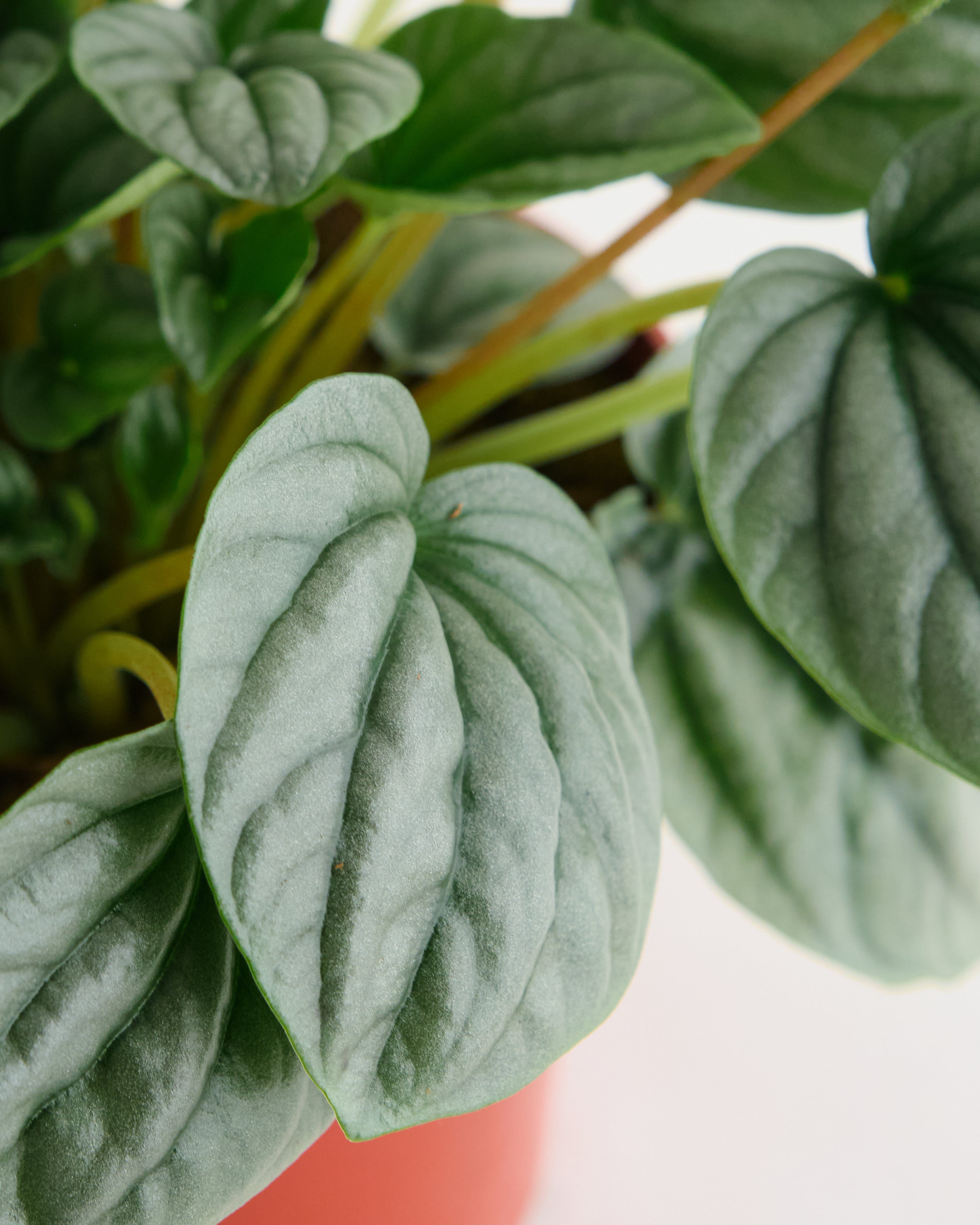 Peperomia Frost-mmluna