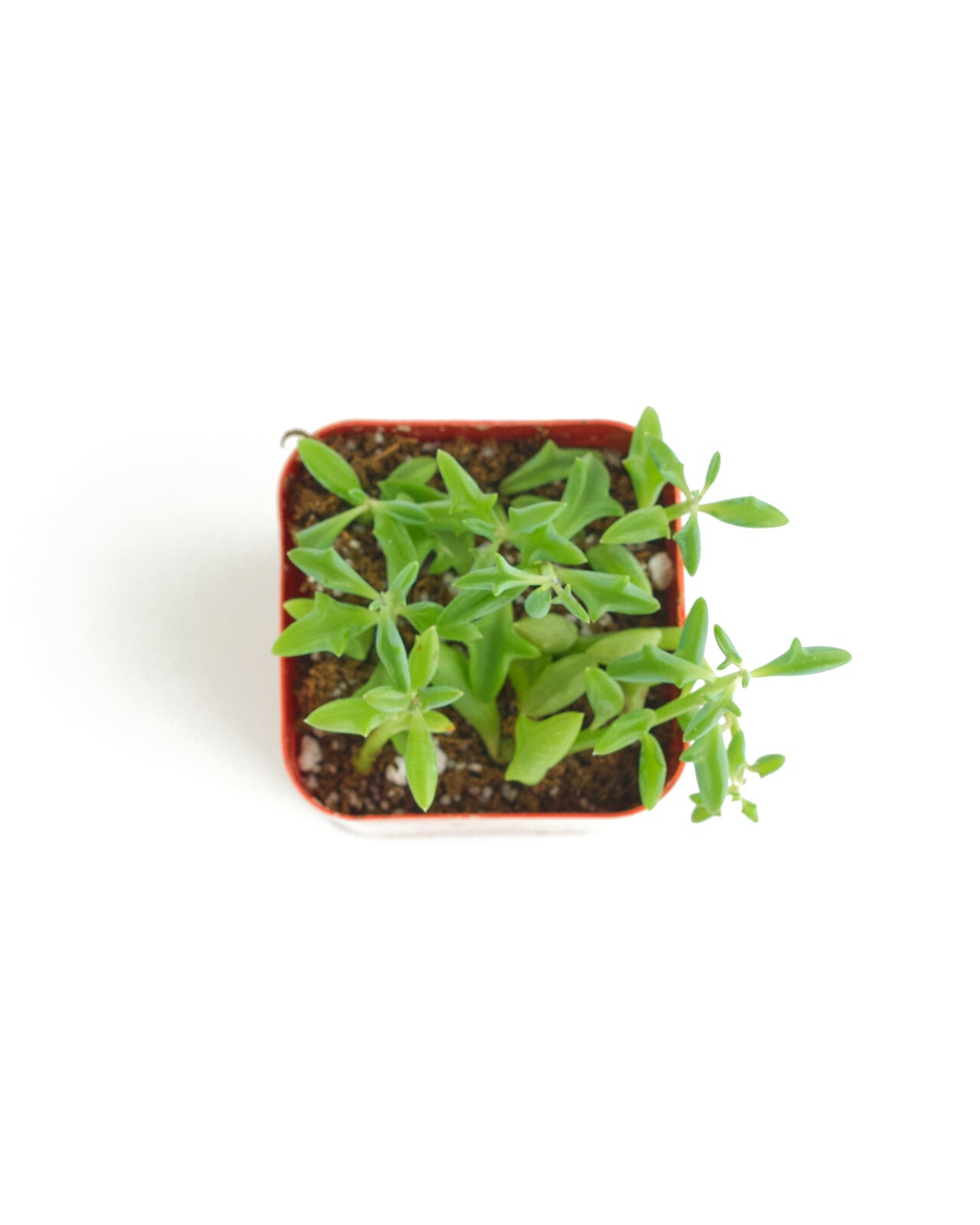 Senecio peregrinus 'String of Dolphins'-mmluna