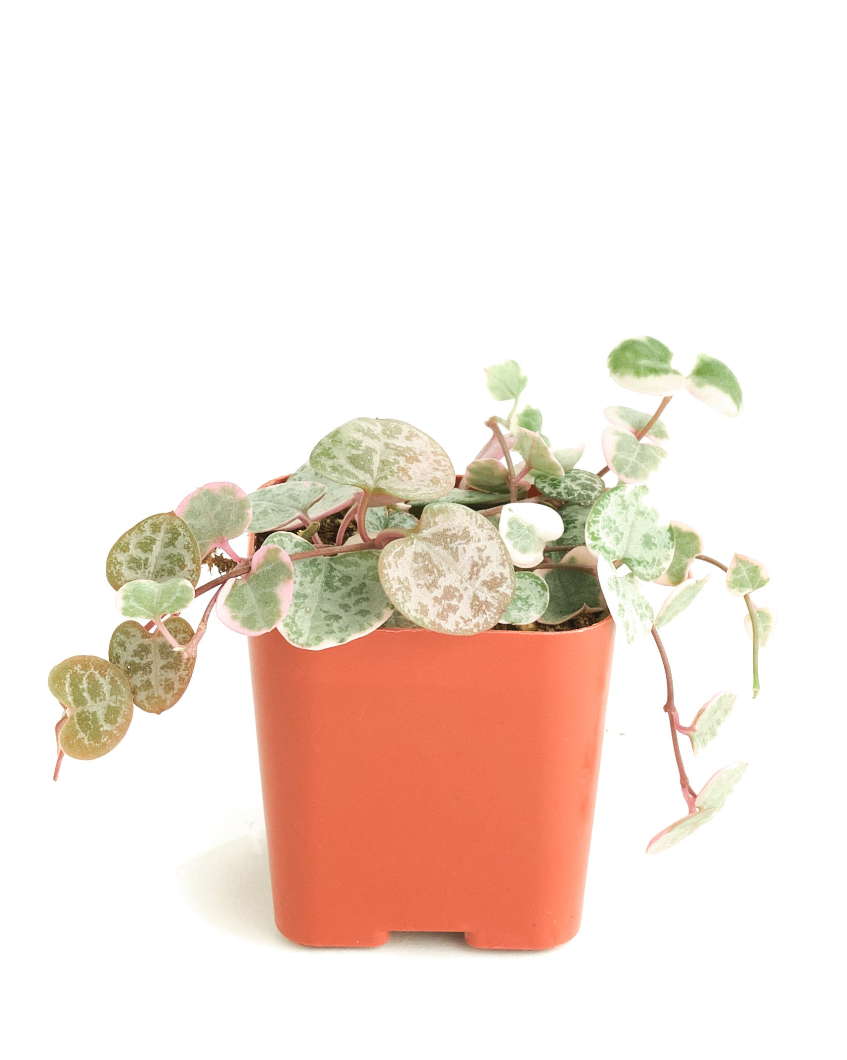 Ceropegia Woodii f. Variegata 'Variegated String of Hearts'-mmluna