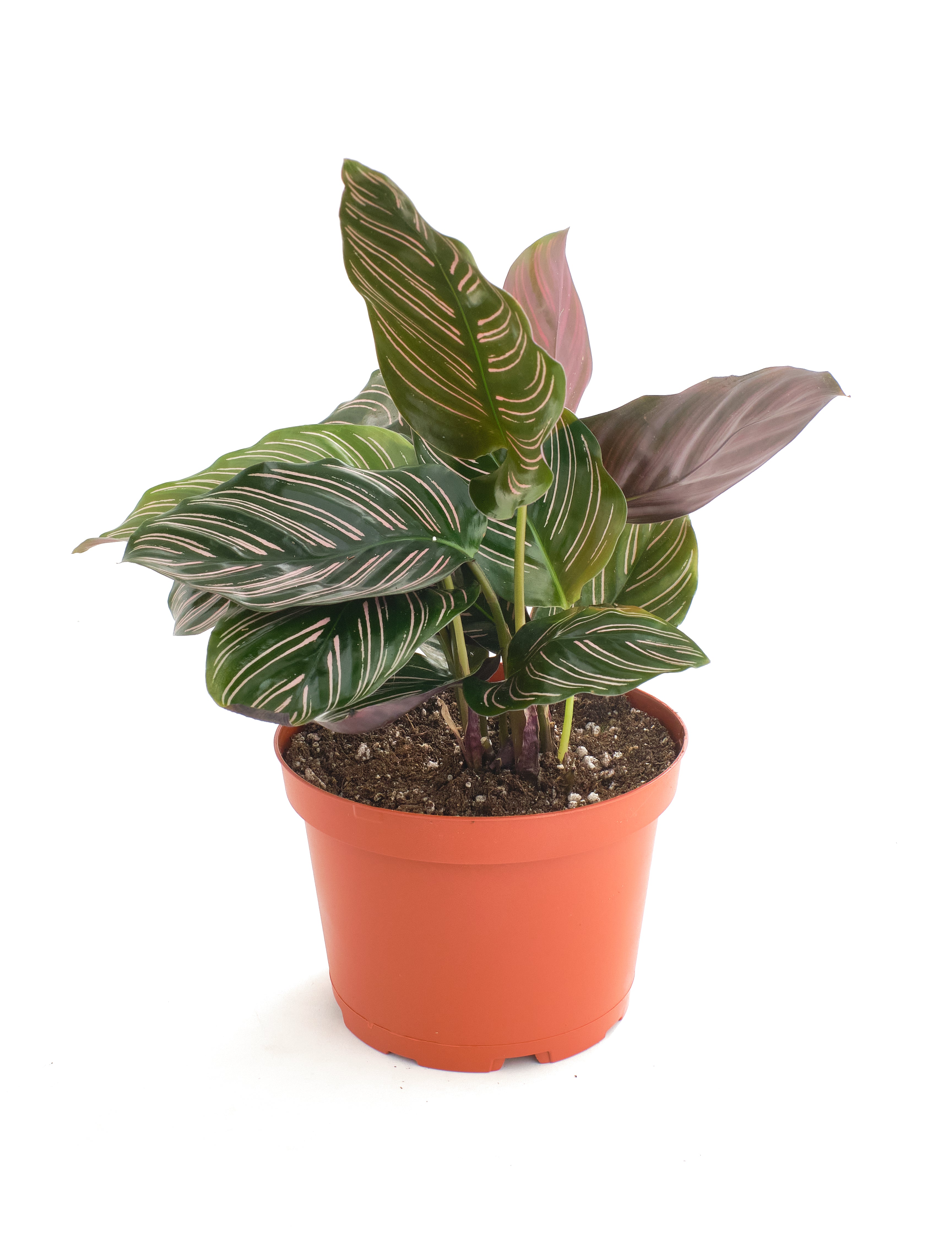 Calathea Ornata 'Painted Lady'-mmluna