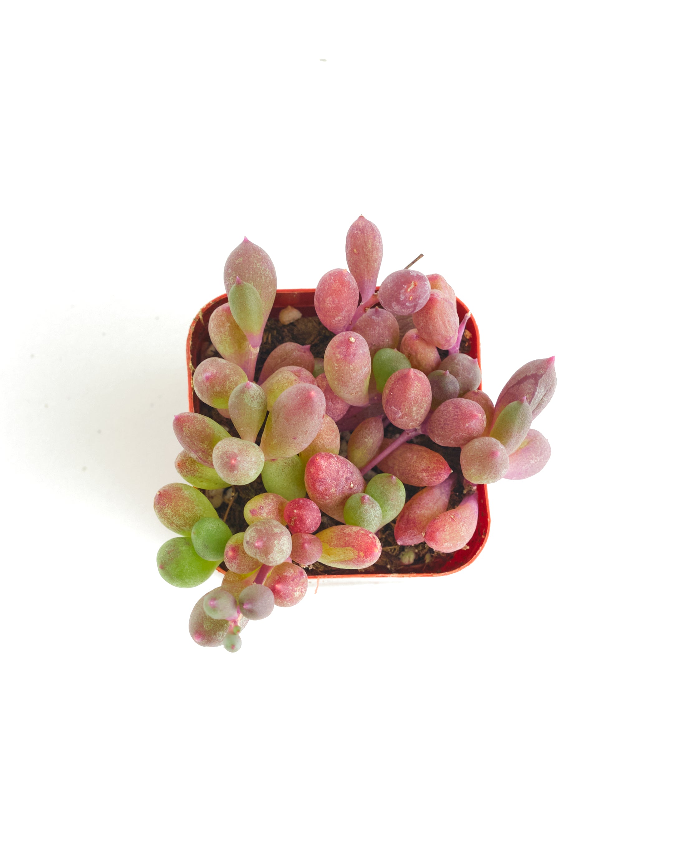 Othonna Capensis 'Ruby Necklace'-mmluna