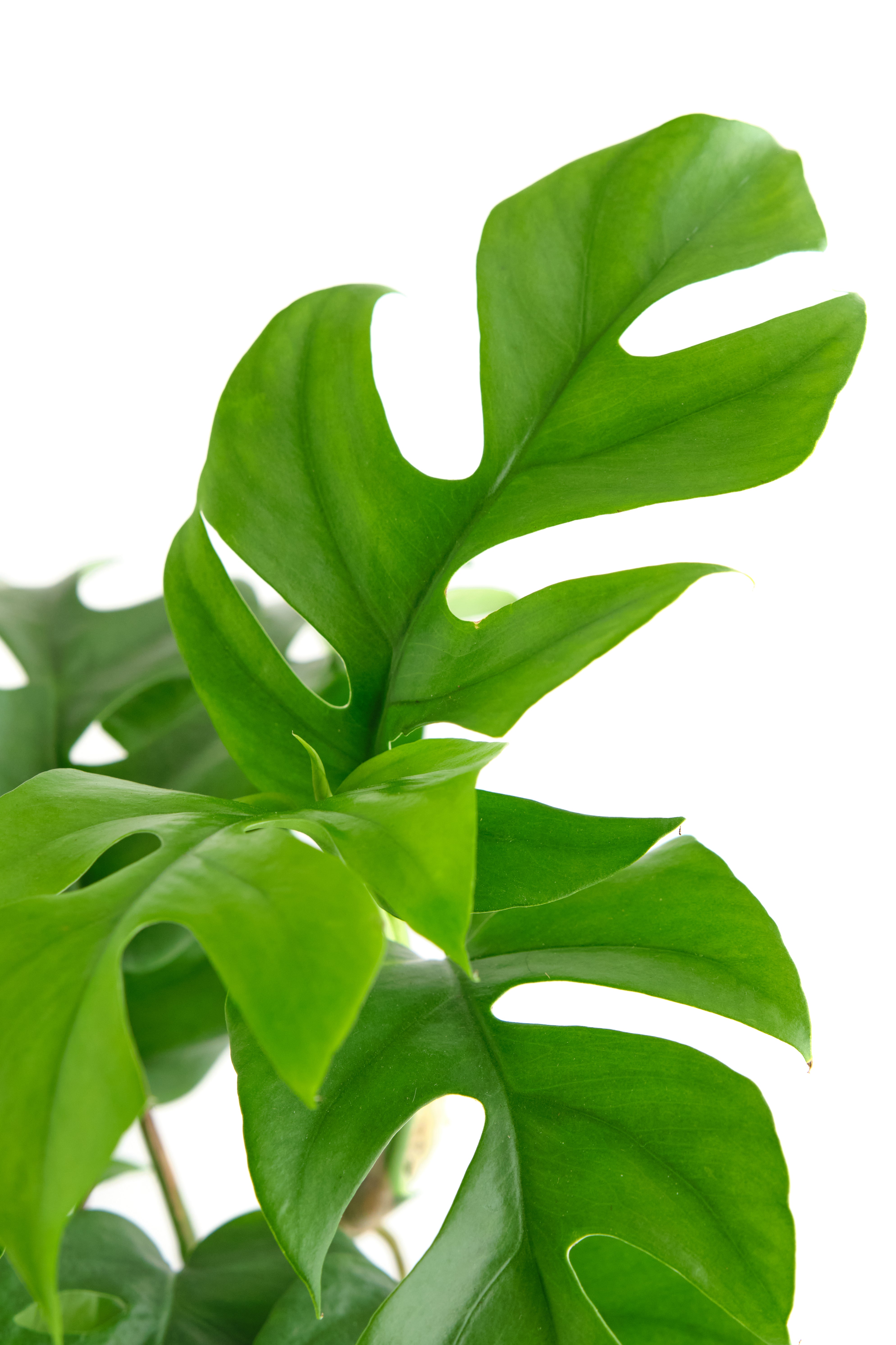 Philodendron 'Ginny'-mmluna