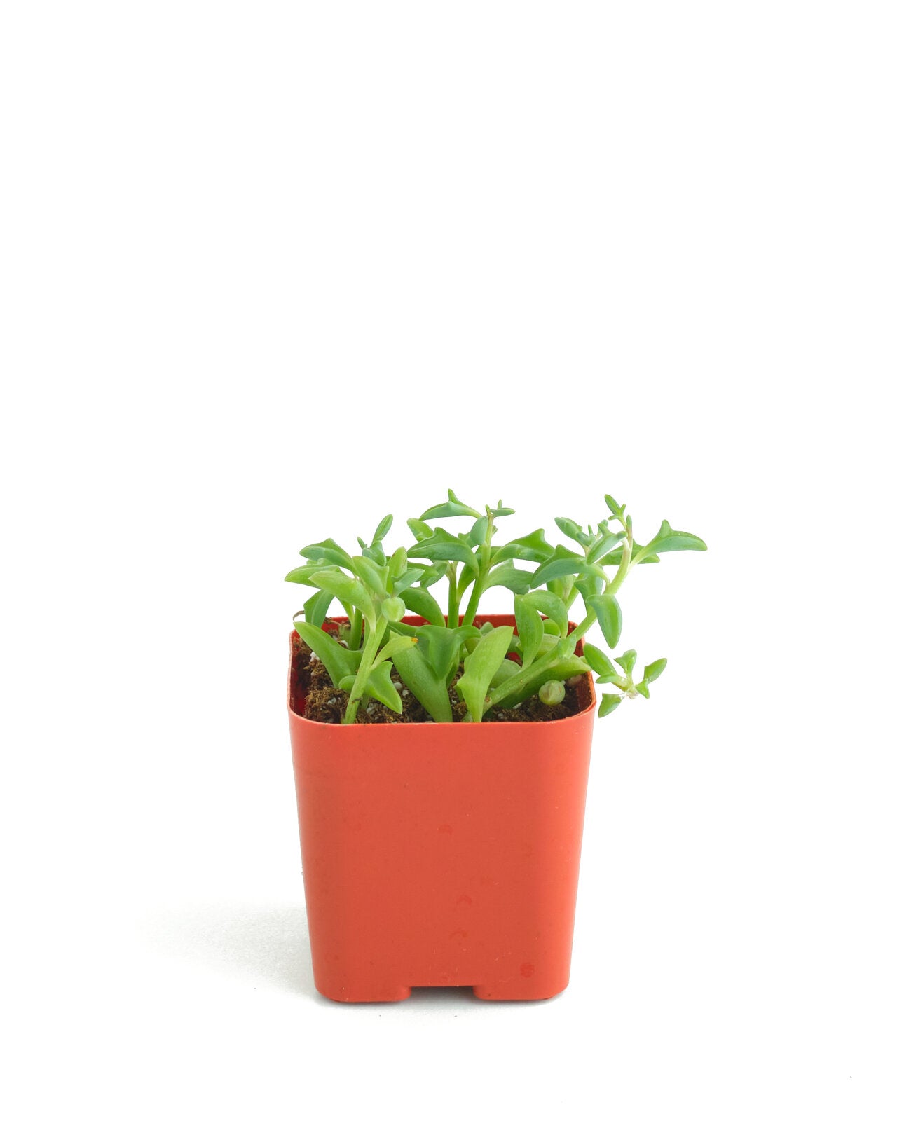 Senecio peregrinus 'String of Dolphins'-mmluna