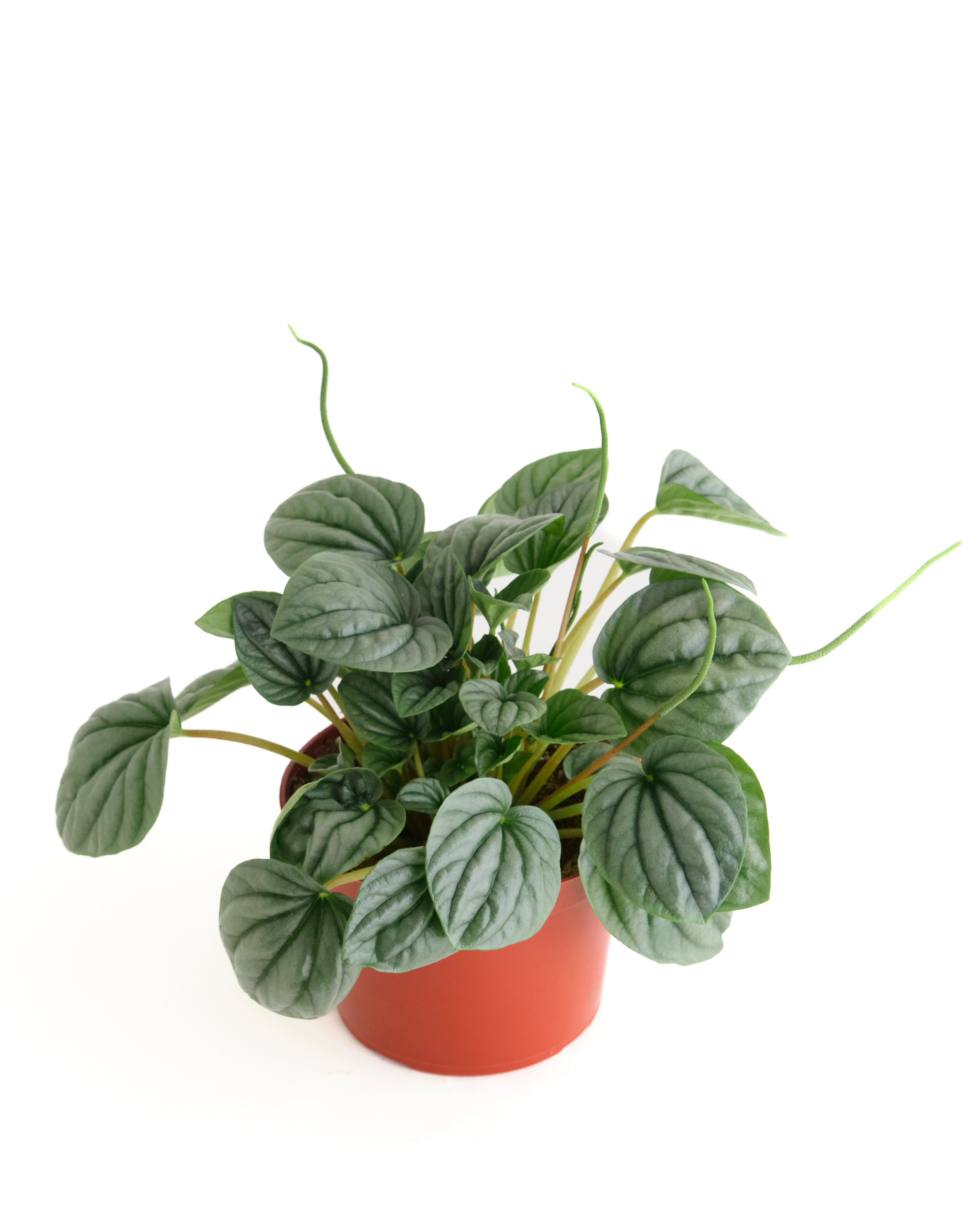 Peperomia Frost-mmluna