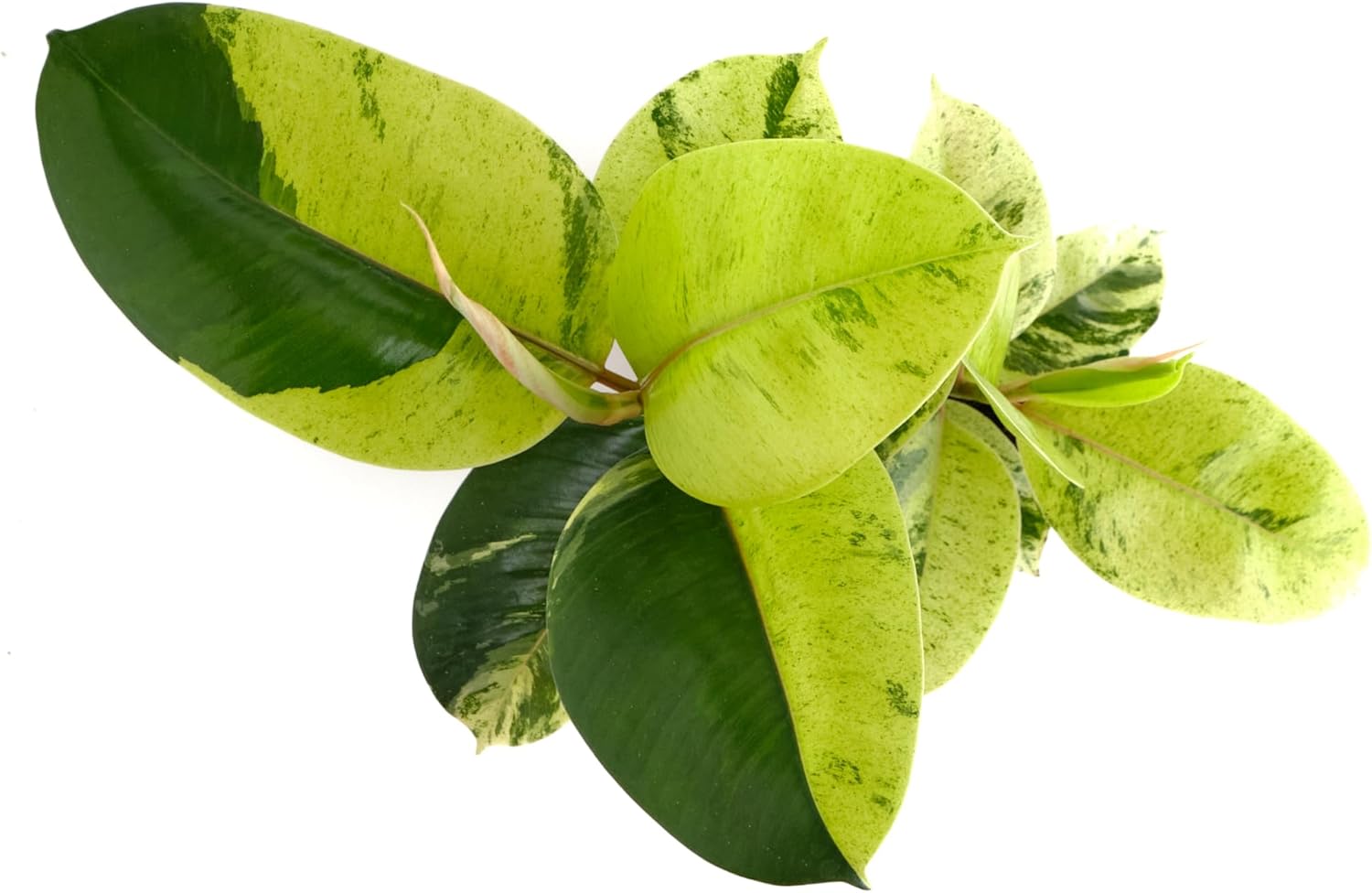 Ficus Shivereana 'Moonshine'-mmluna