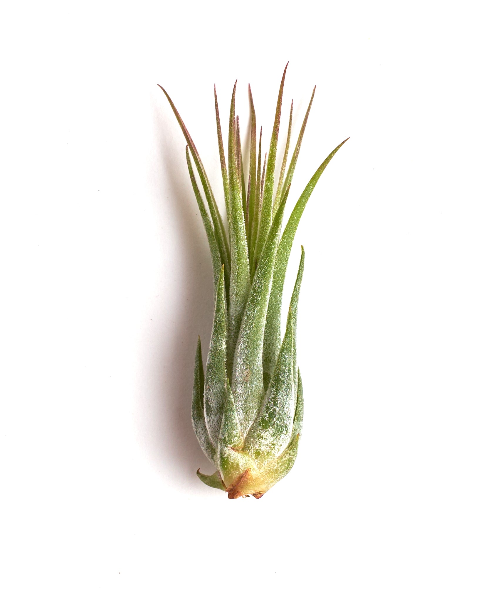 Tillandsia Ionantha Scaposa-mmluna