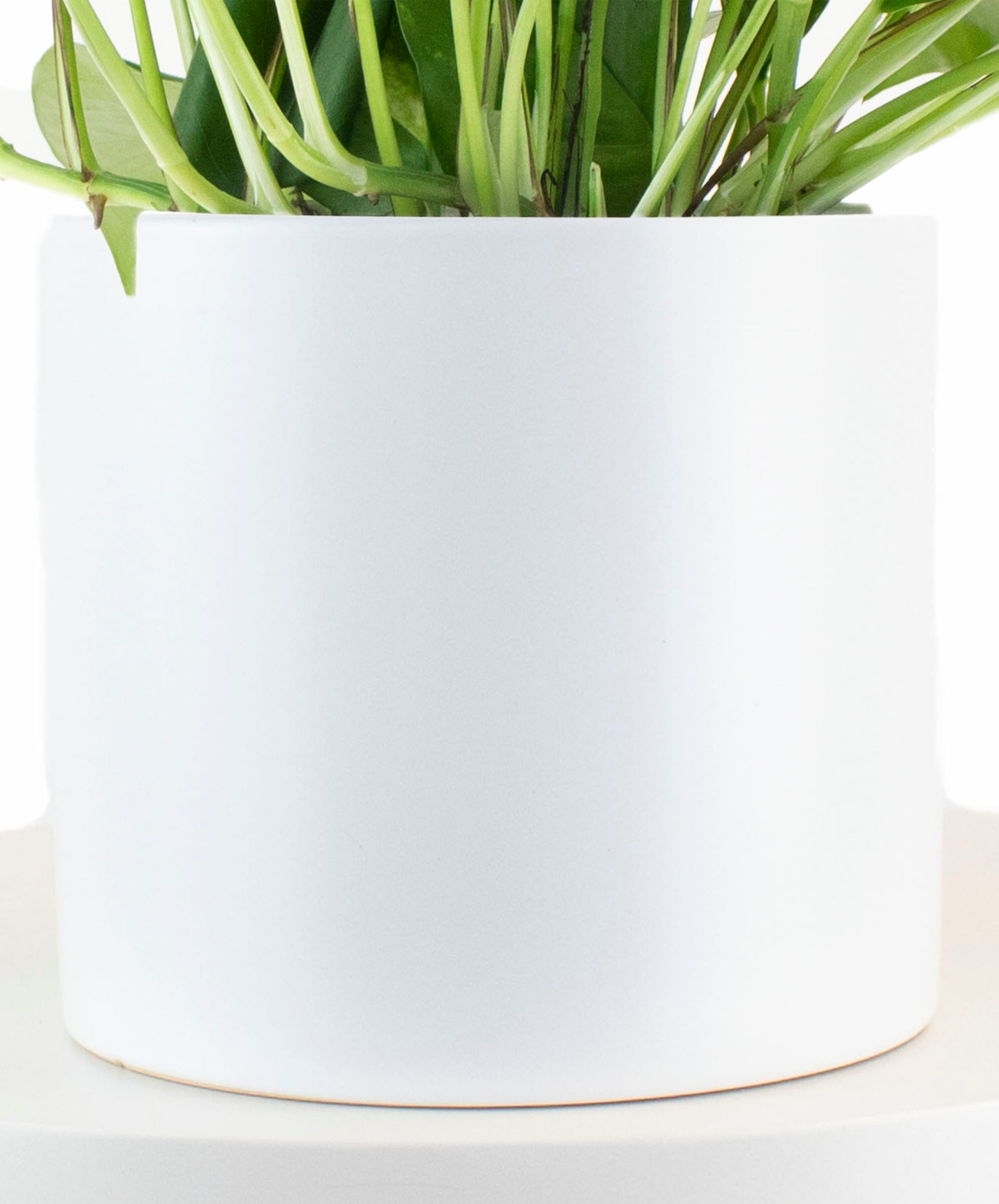 Epipremnum aureum 'Pothos' in White Ceramic Cylinder Planter-mmluna