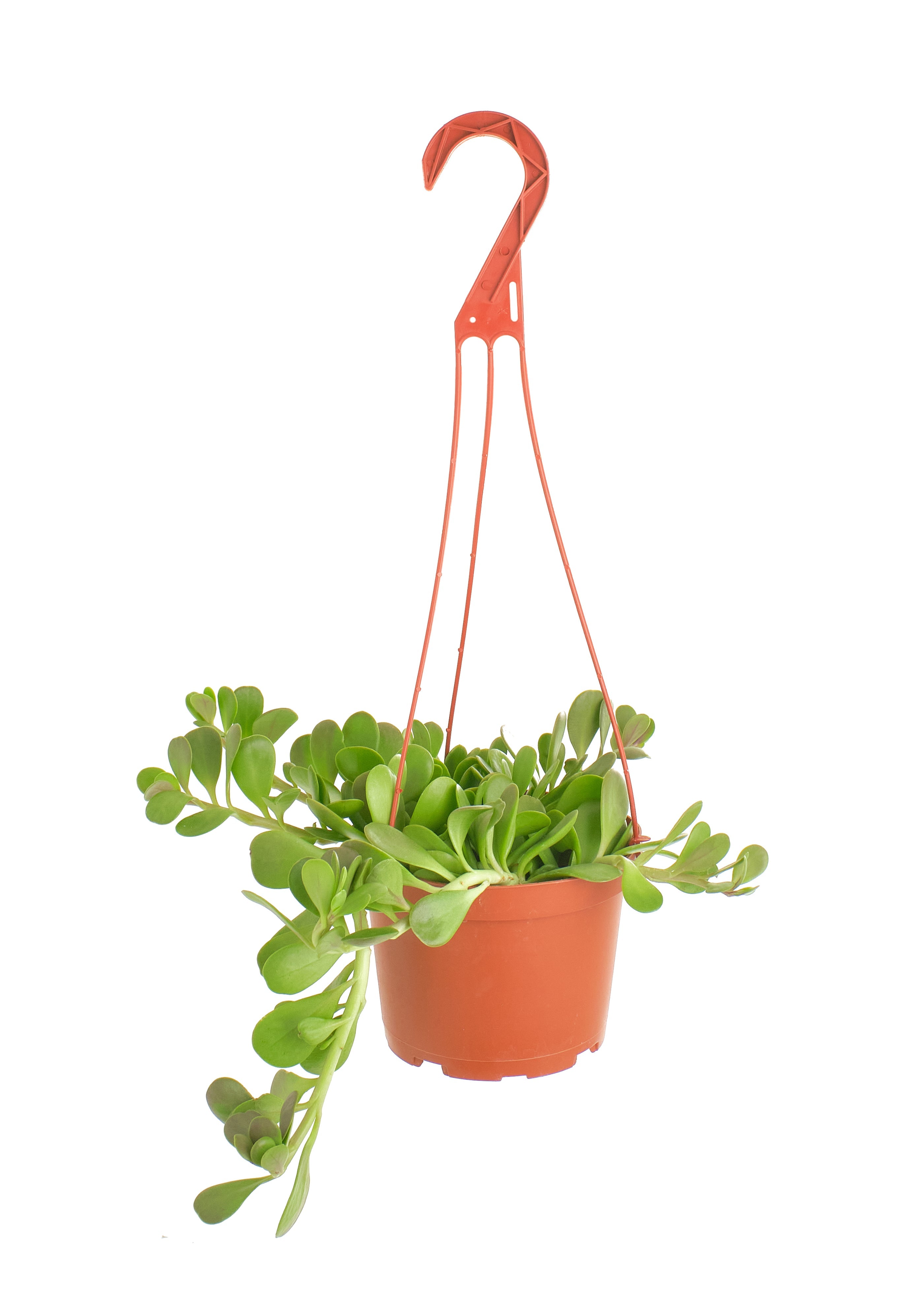 Senecio Jacobsenii 'Trailing Jade'-mmluna