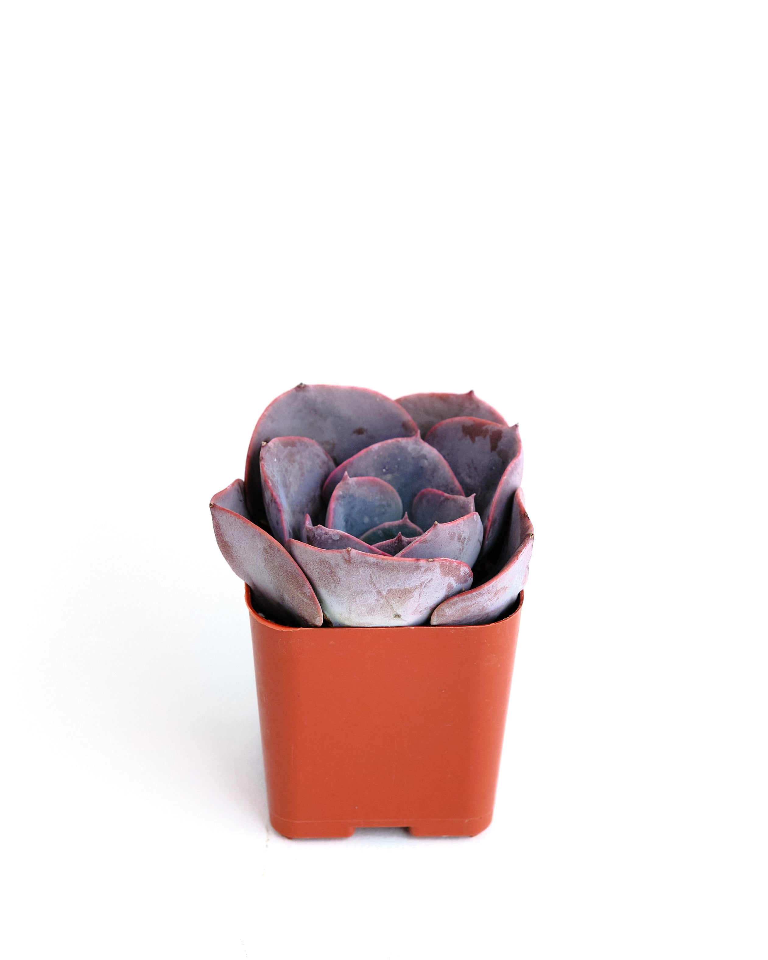 Echeveria 'Dusty Rose'-mmluna