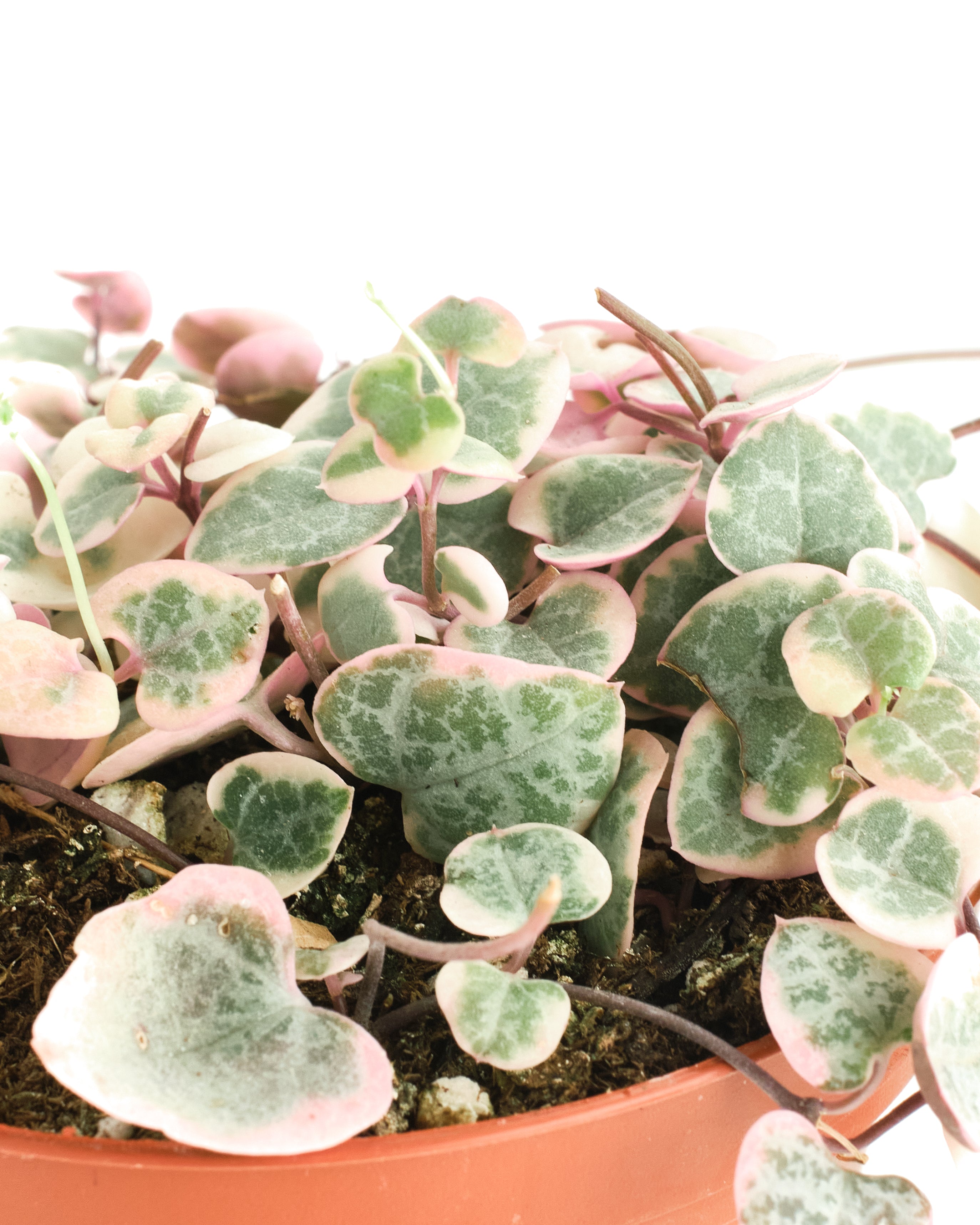 Ceropegia Woodii f. Variegata 'Variegated String of Hearts'-mmluna