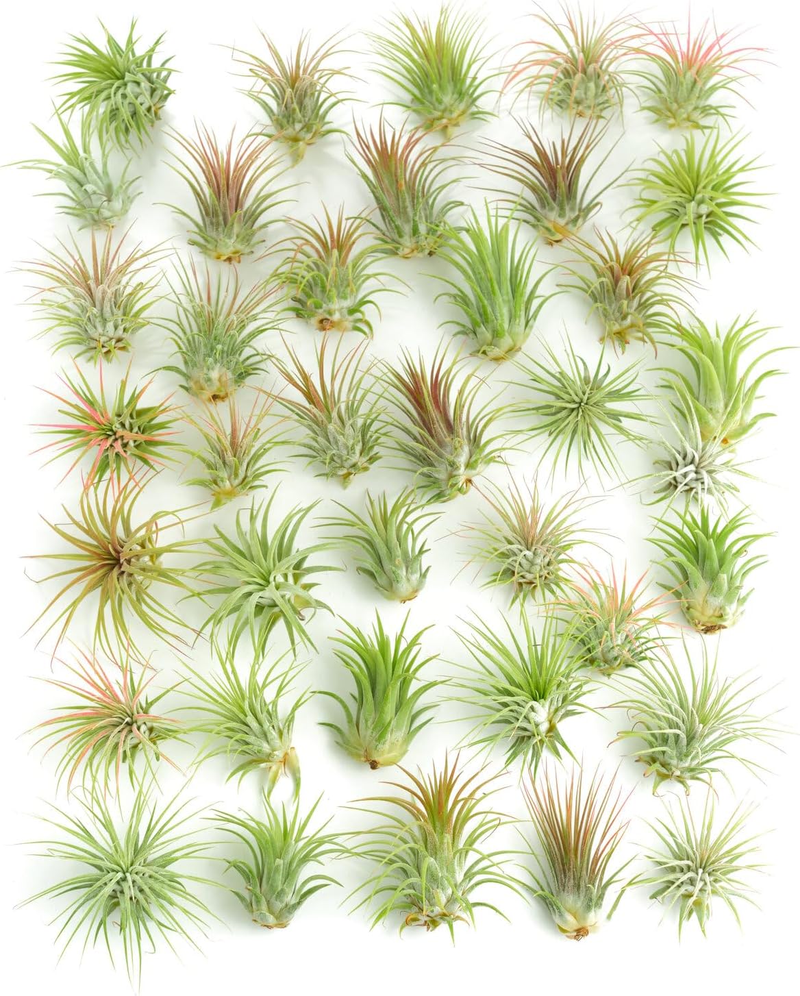 Tillandsia Ionantha Air Plant Collection-mmluna
