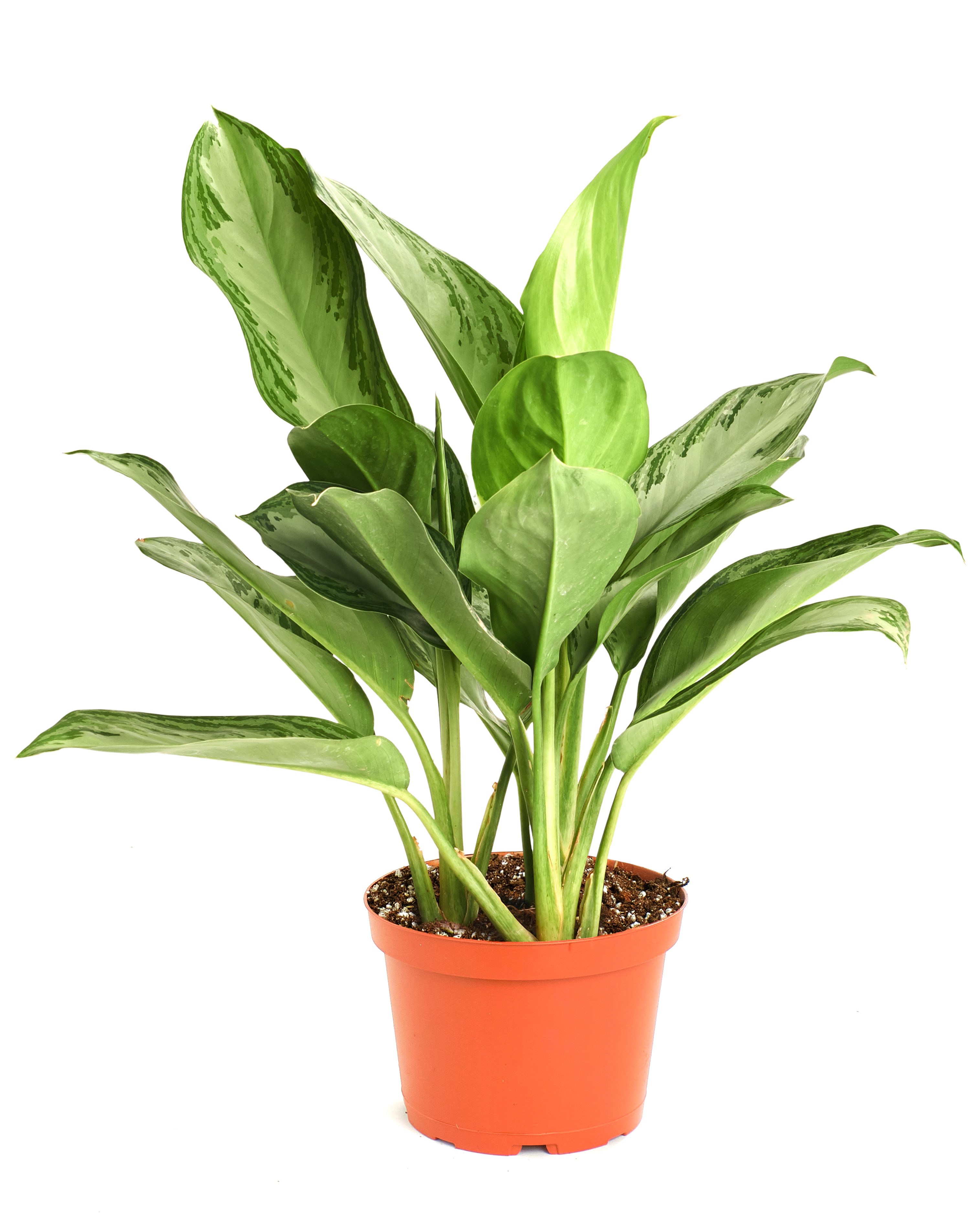Aglaonema Silver Bay 'Chinese Evergreen'-mmluna
