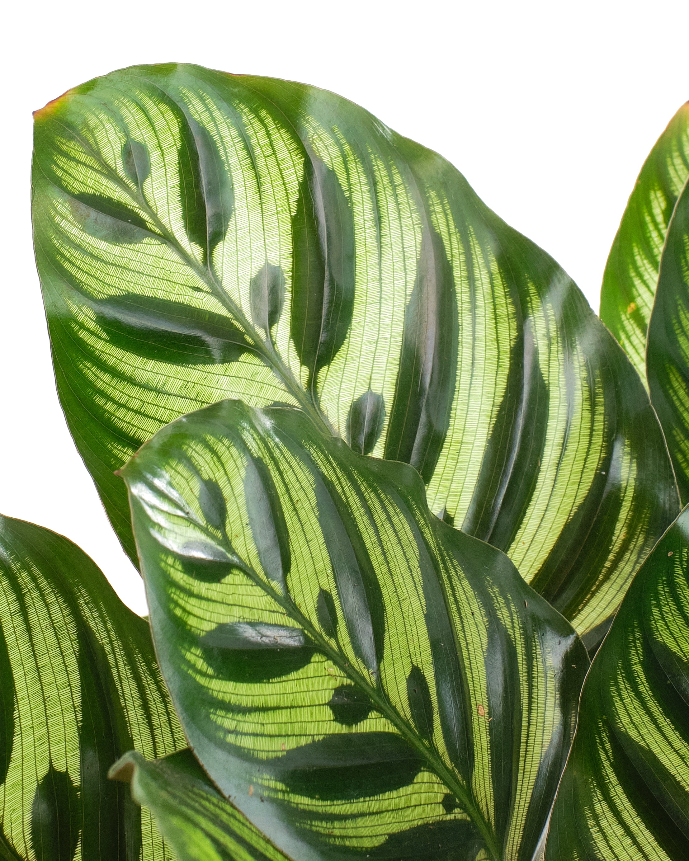 Calathea Makoyana 'Peacock Prayer Plant'-mmluna