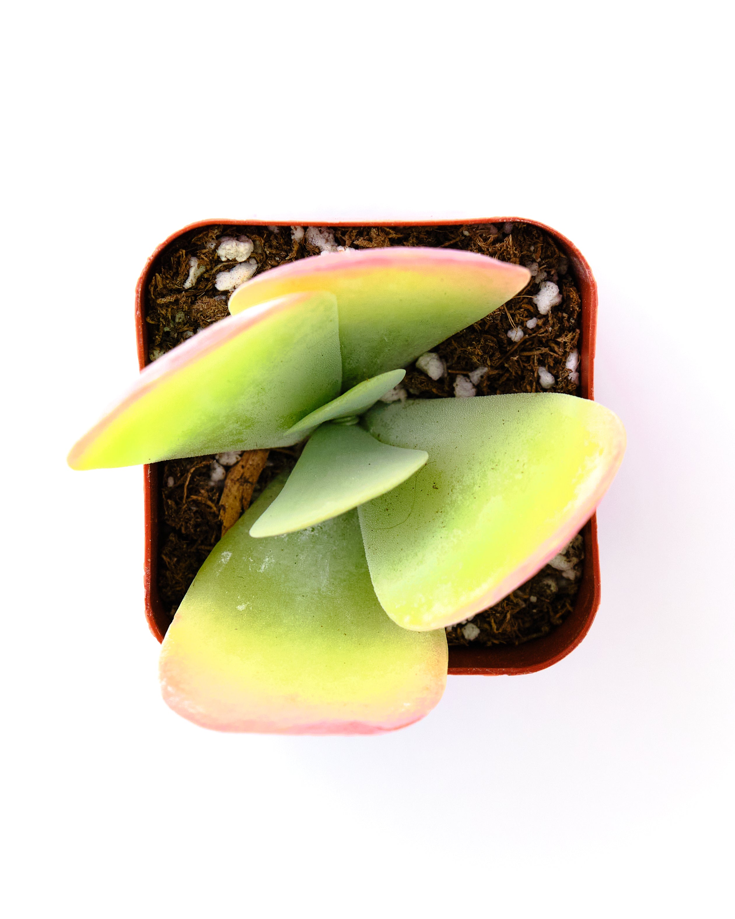 Kalanchoe thyrsiflora 'Flapjack'-mmluna