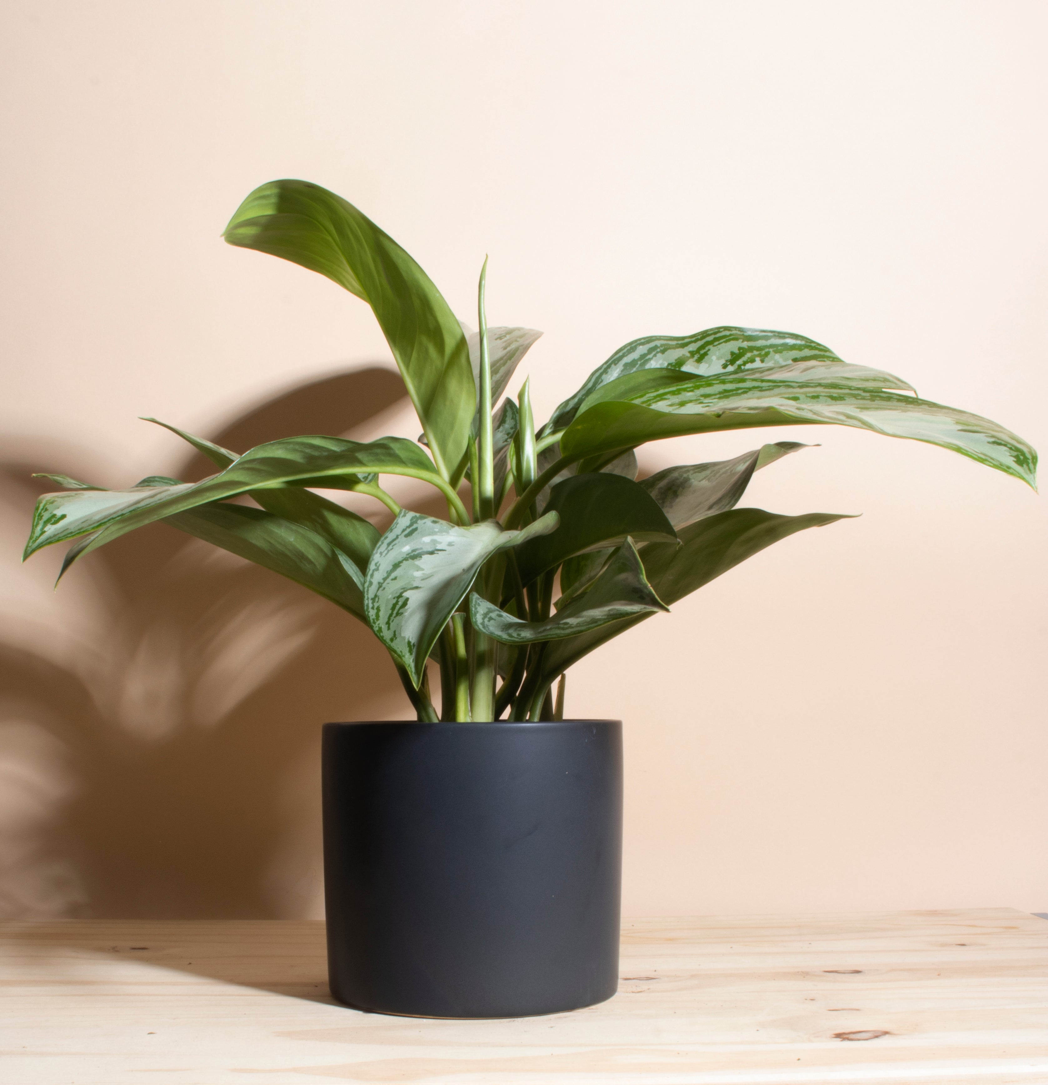 Aglaonema Silver Bay 'Chinese Evergreen' in Black Ceramic Cylinder Planter-mmluna