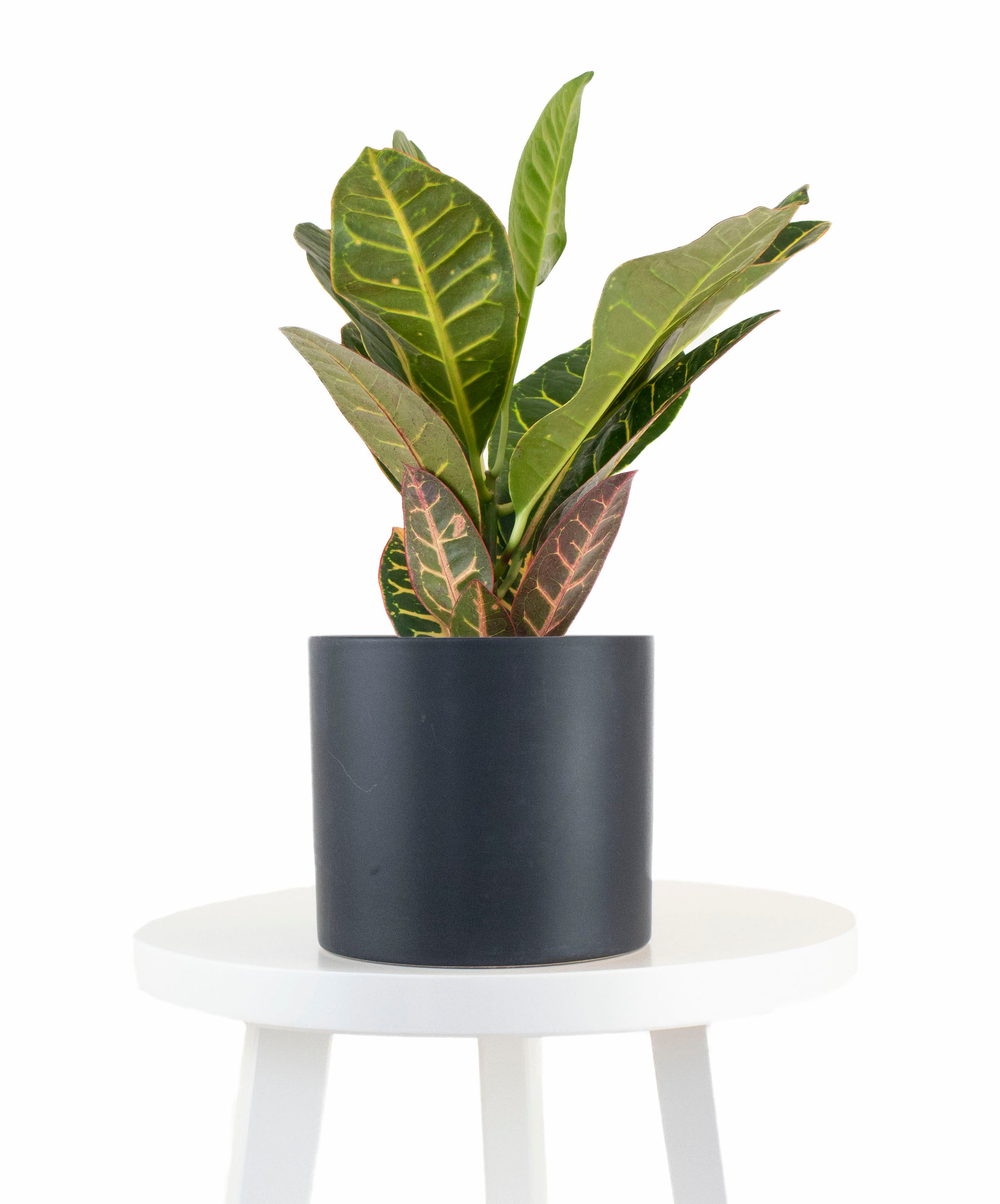 Croton Petra House Plant in Black Ceramic Cylinder Planter-mmluna