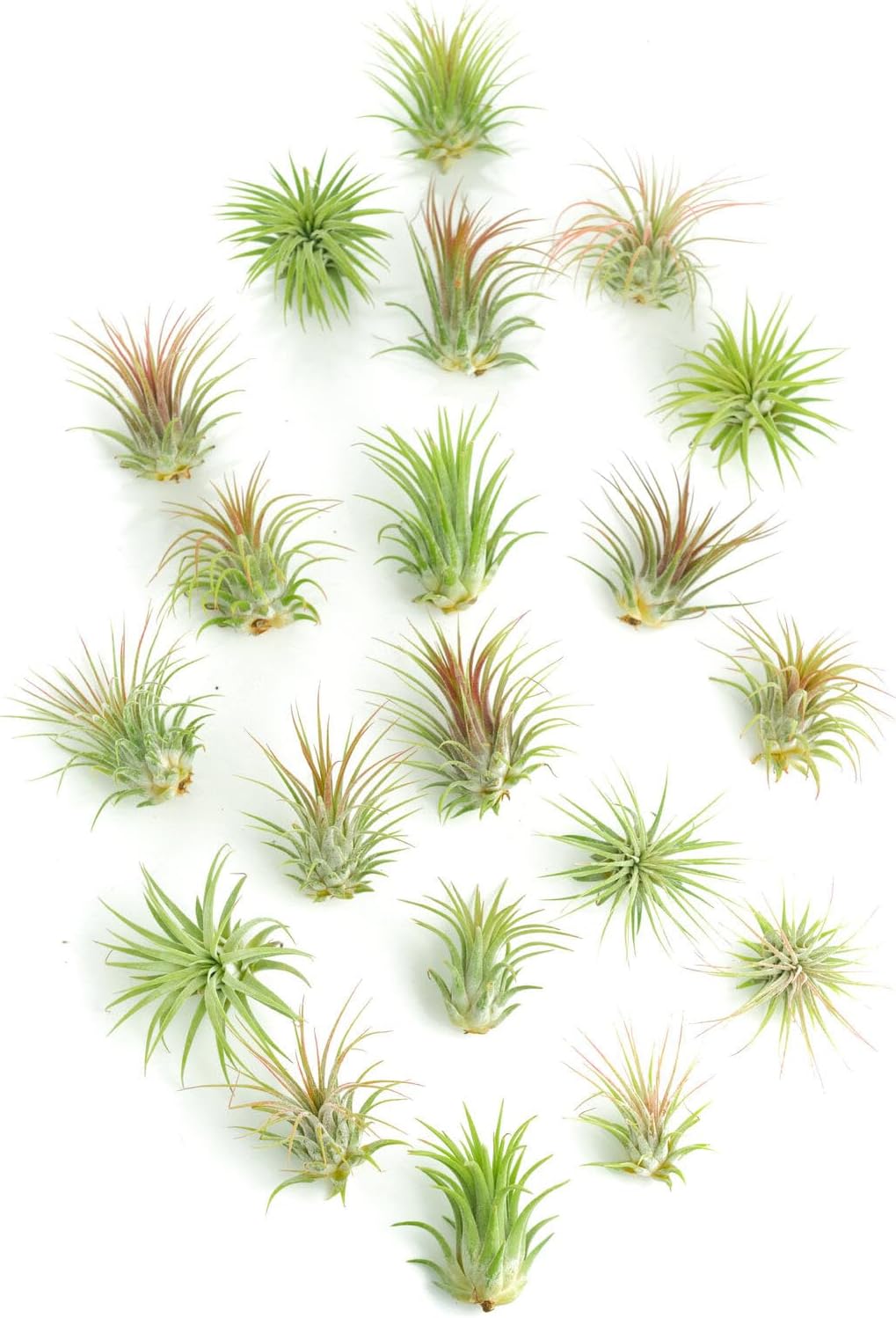 Tillandsia Ionantha Air Plant Collection-mmluna