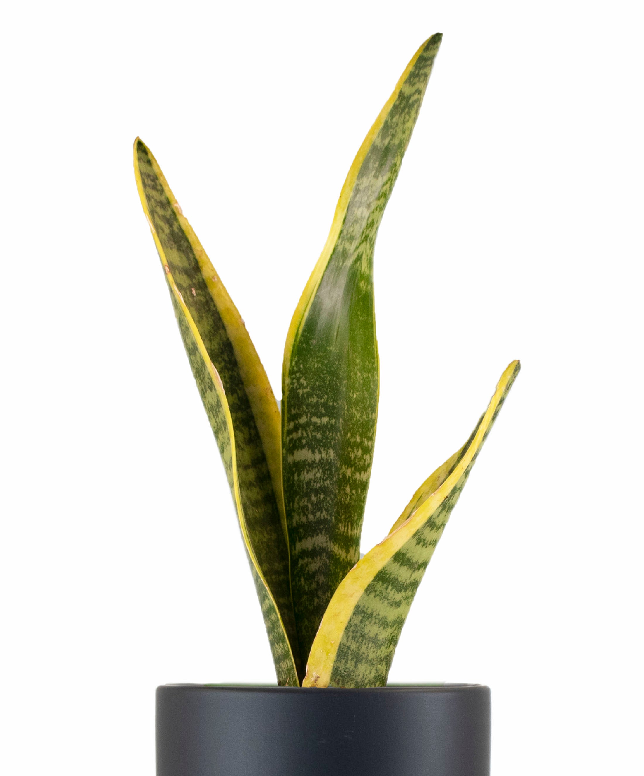 Sansevieria Laurentii in Black Ceramic Cylinder Planter-mmluna