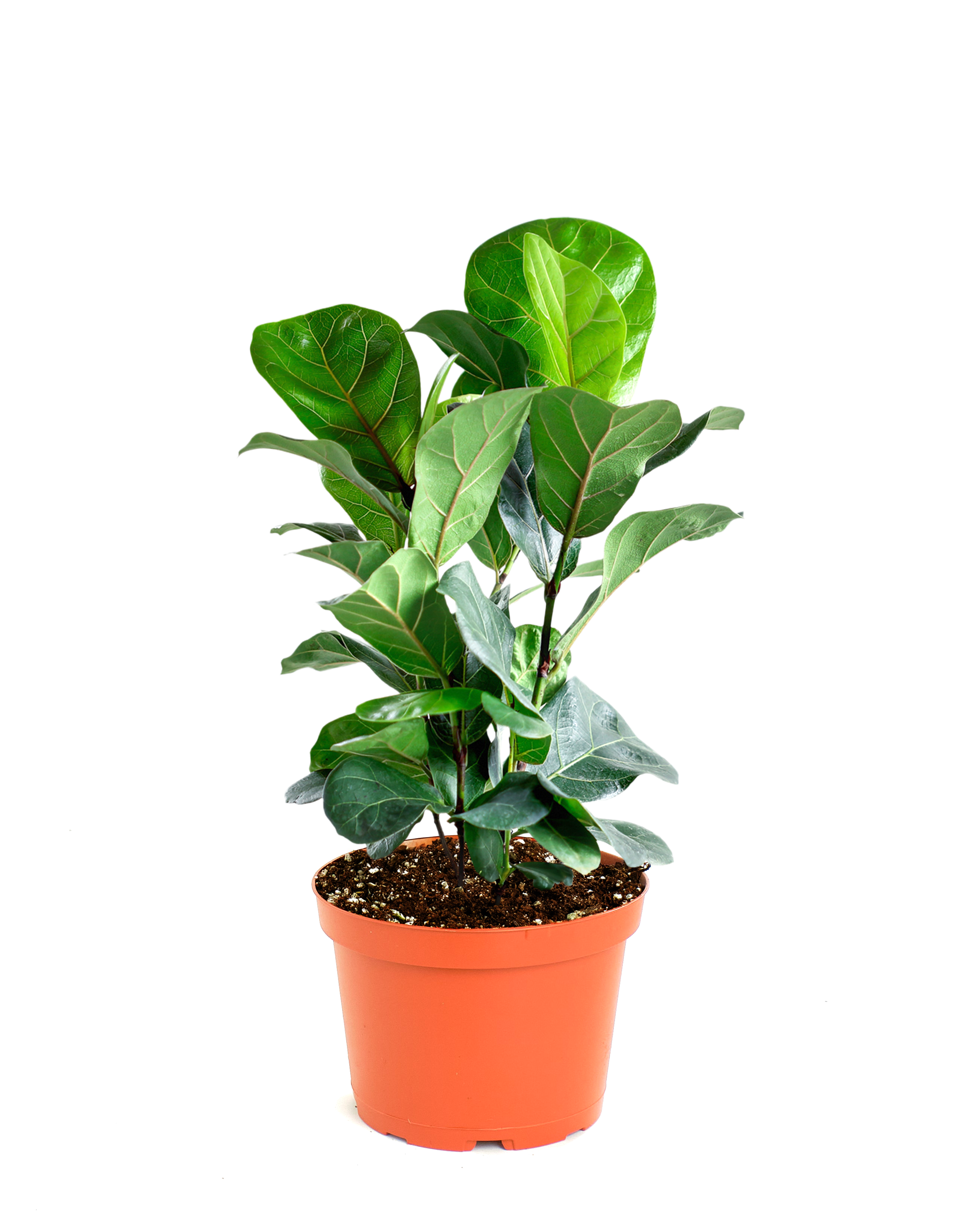 Ficus Lyrata "Fiddle Leaf Fig"-mmluna