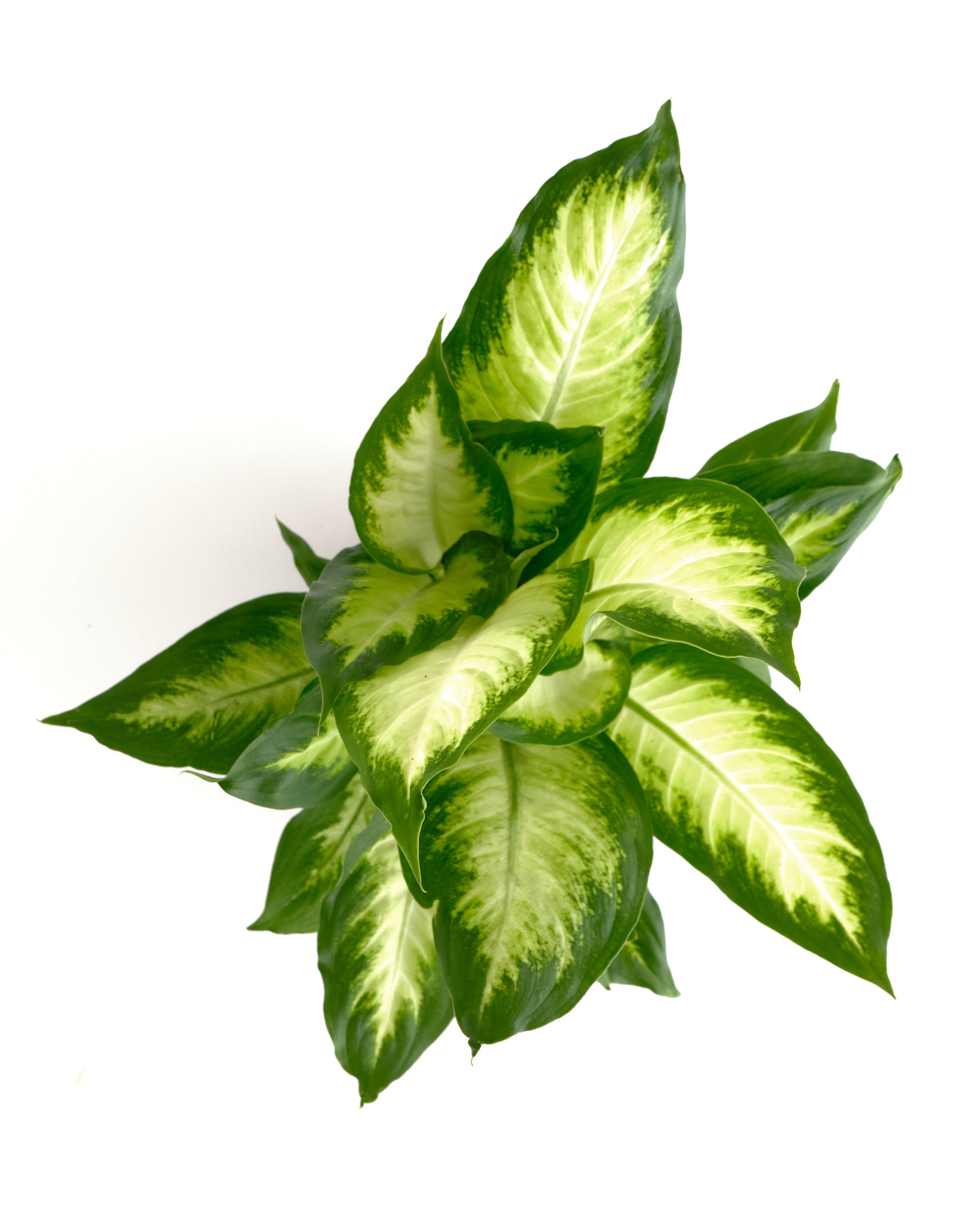 Dieffenbachia Camille-mmluna