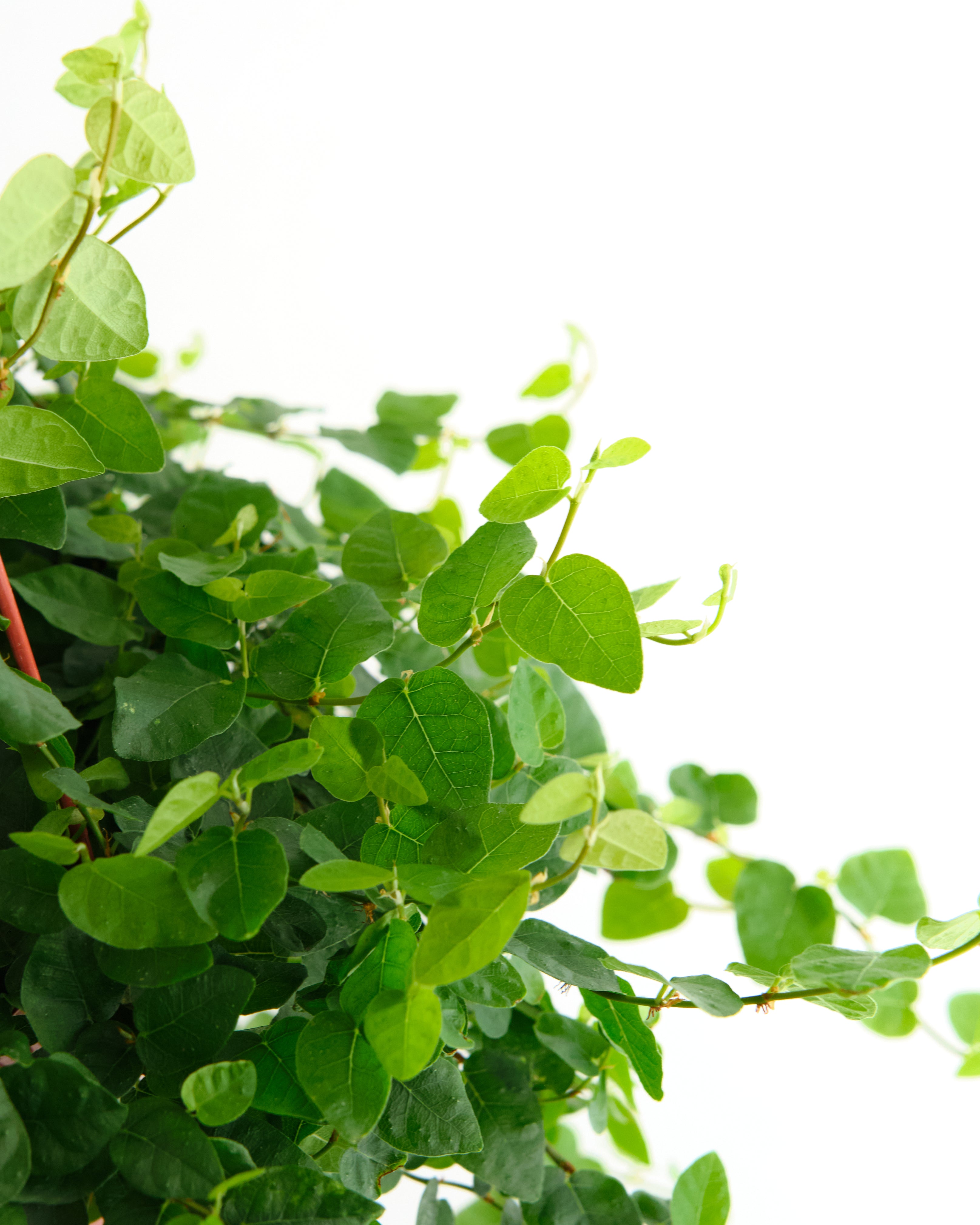 Ficus repens 'Creeping Fig'-mmluna