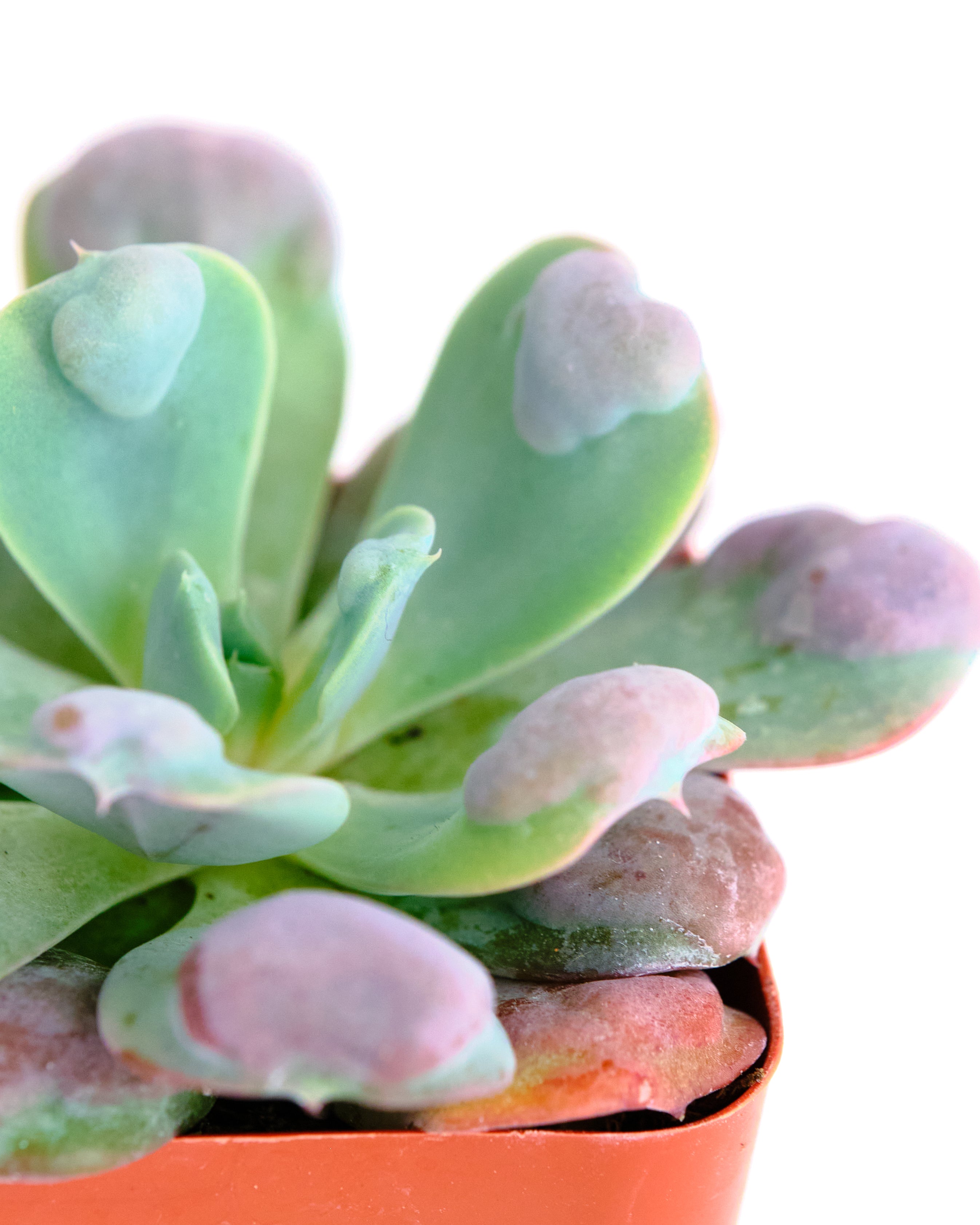Echeveria 'Raindrop'-mmluna