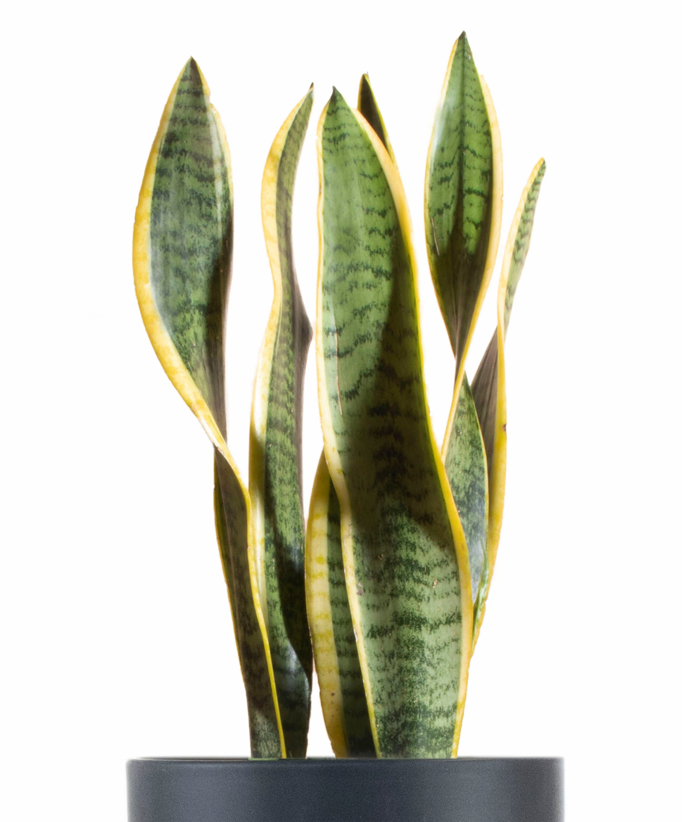Sansevieria Laurentii in Black Ceramic Cylinder Planter-mmluna