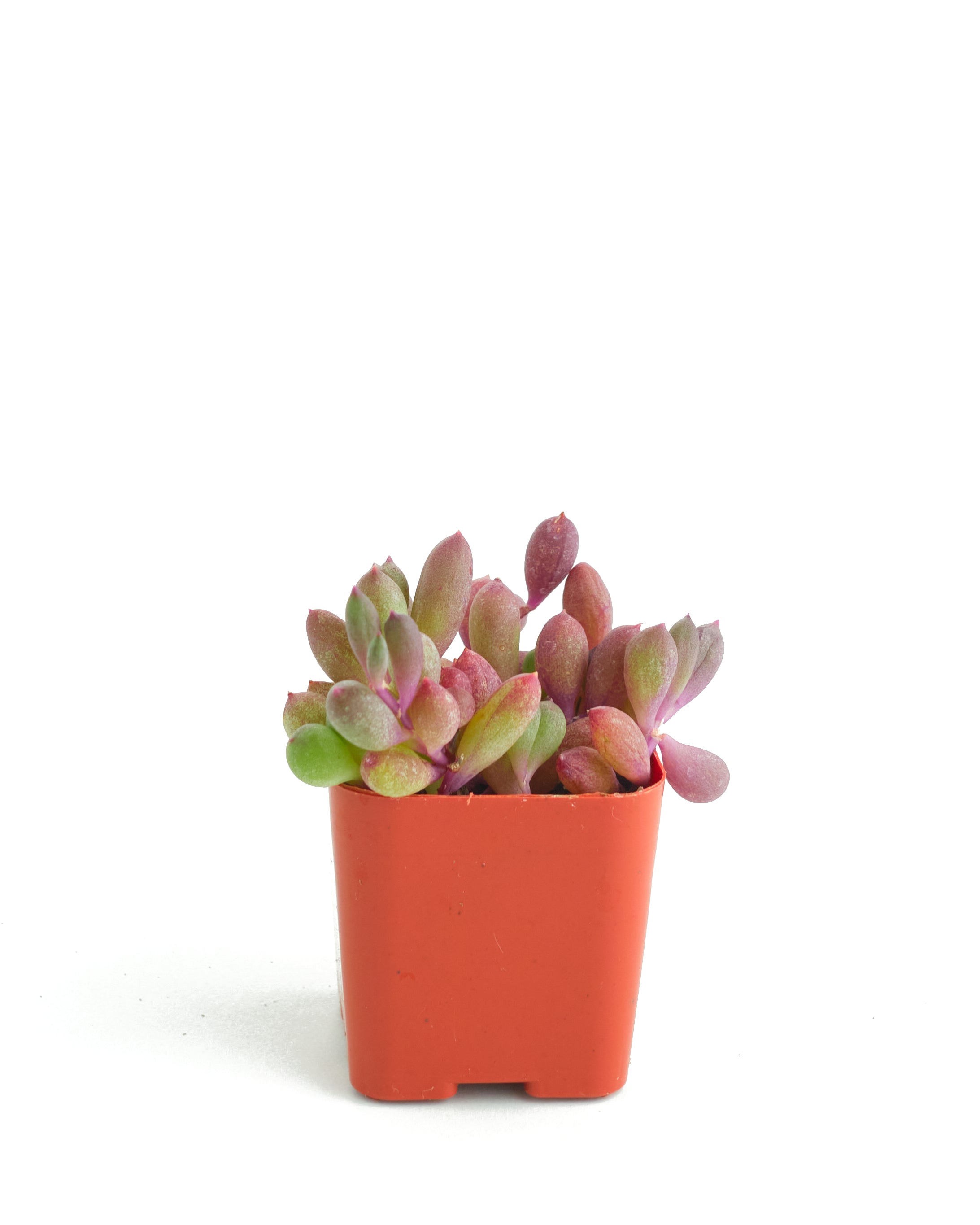 Othonna Capensis 'Ruby Necklace'-mmluna