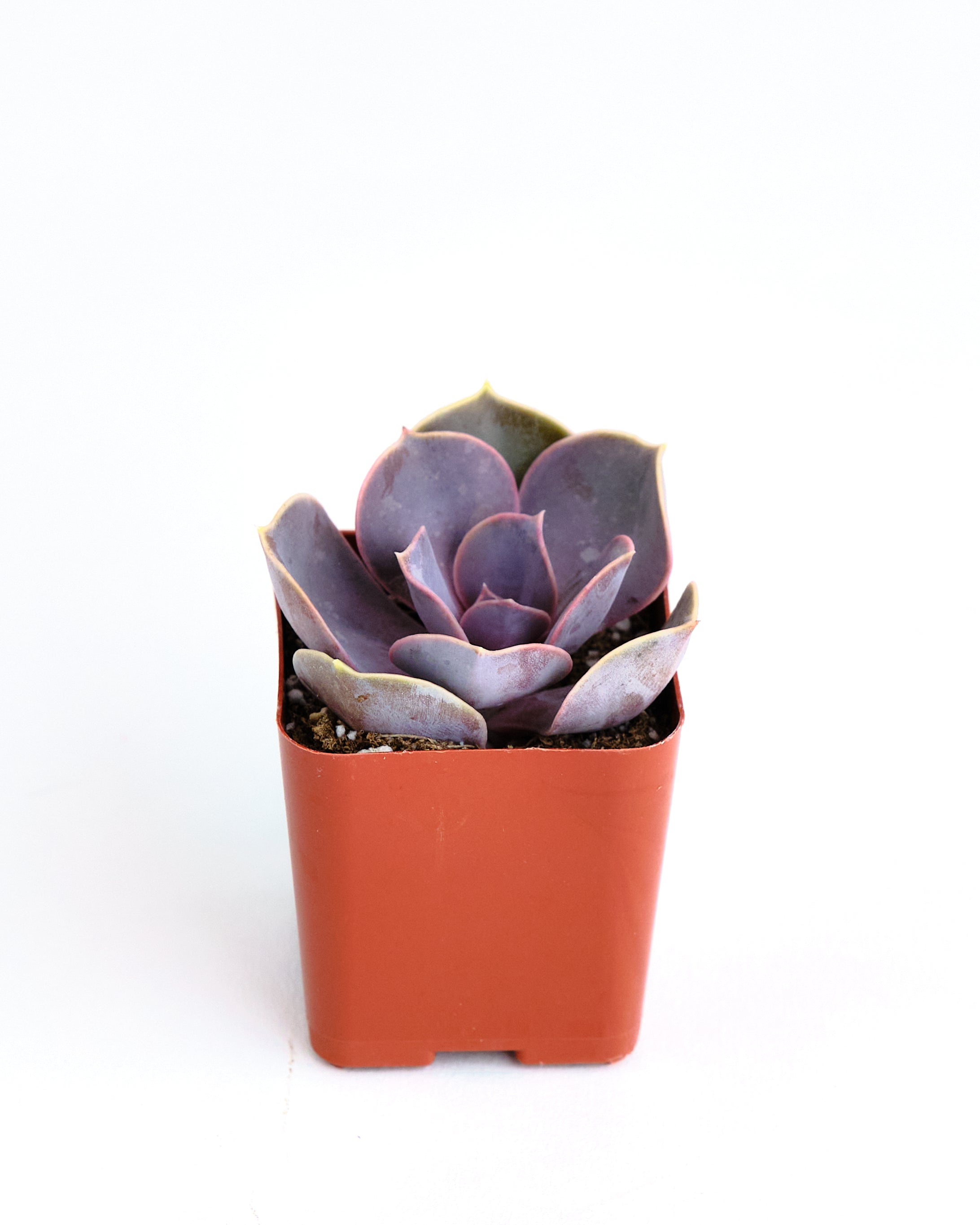 Echeveria 'Perle Von Nurnberg'-mmluna
