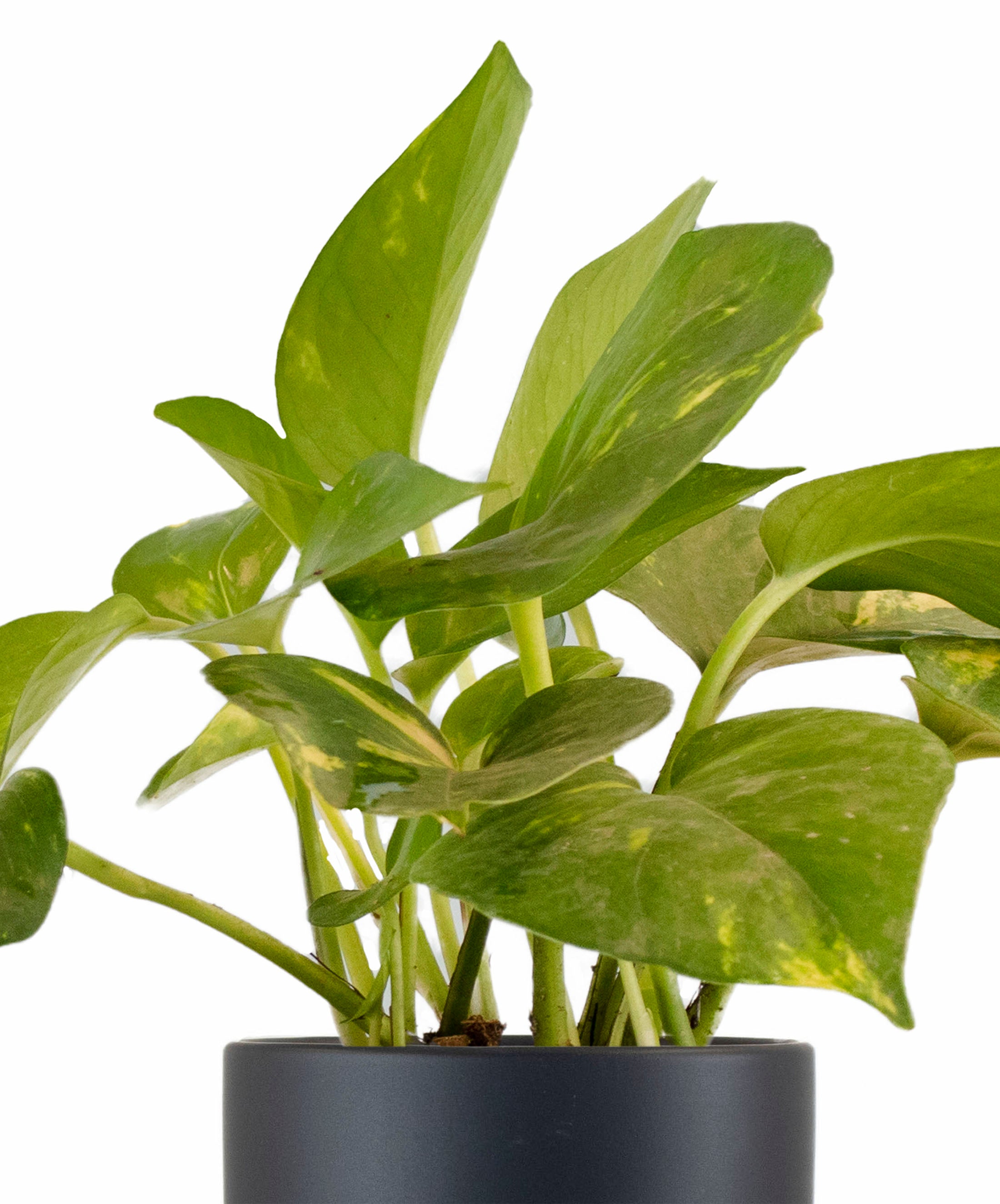 Epipremnum aureum 'Pothos' in Black Ceramic Cylinder Planter-mmluna