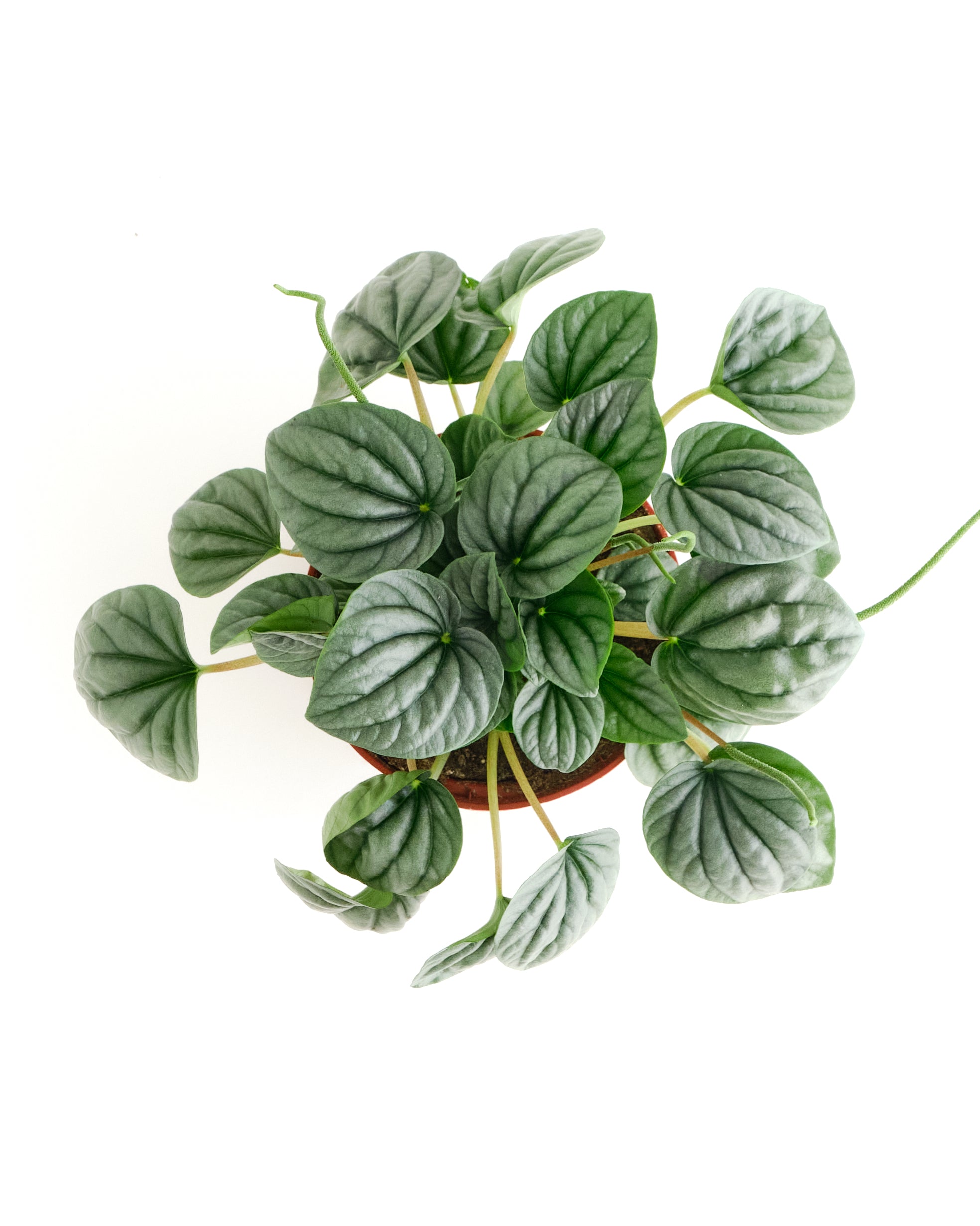 Peperomia Frost-mmluna