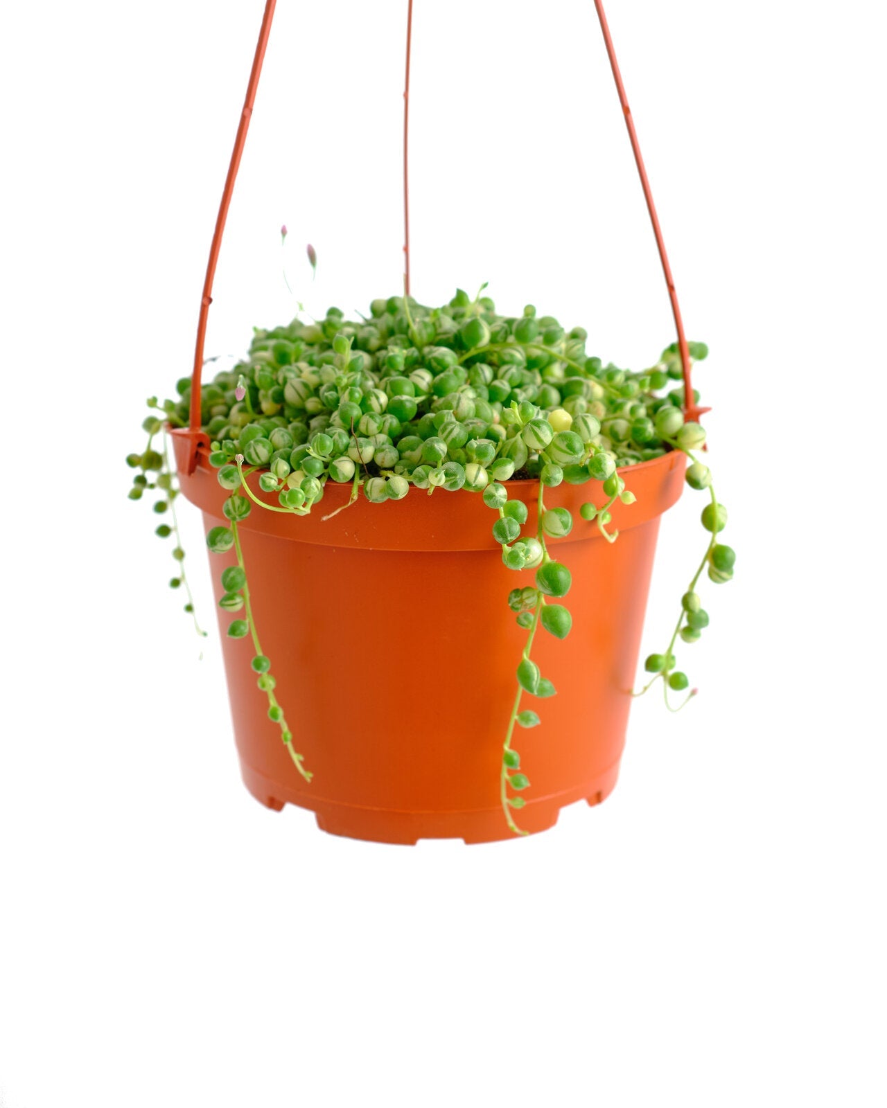 Senecio rowleyanus f. variegatus 'Variegated String of Pearls'-mmluna