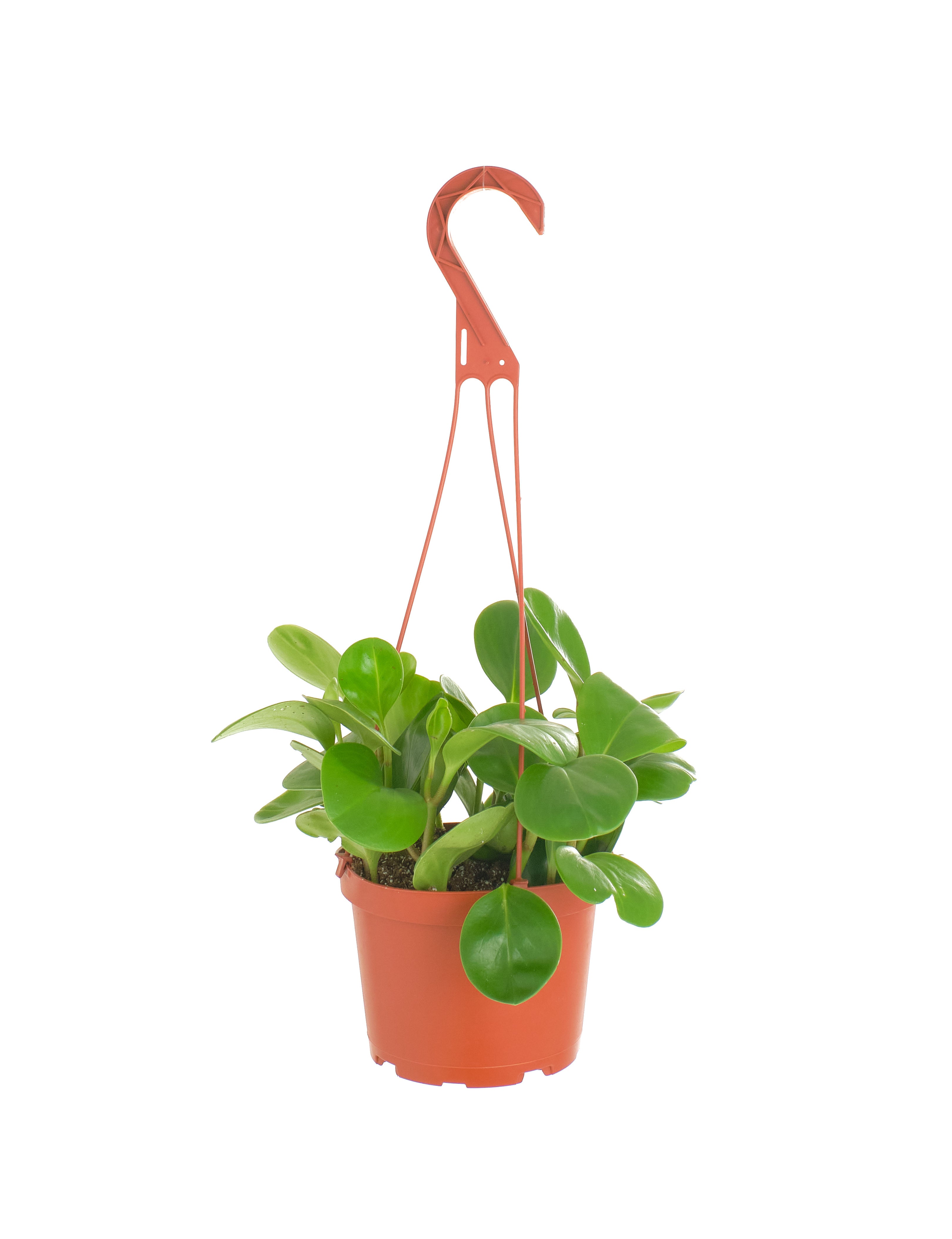 Peperomia Obtusifolia 'Baby Rubber Plant'-mmluna