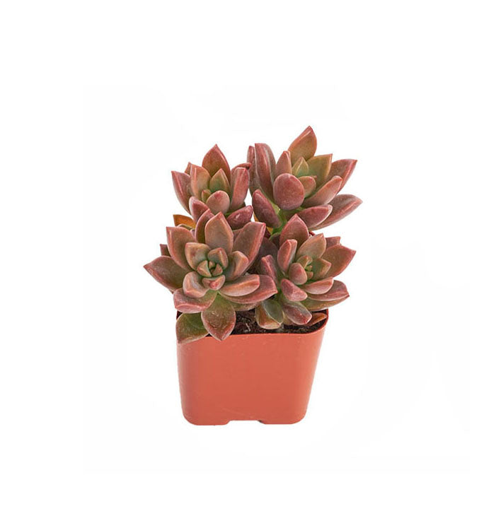Graptosedum 'Vera Higgins'-mmluna