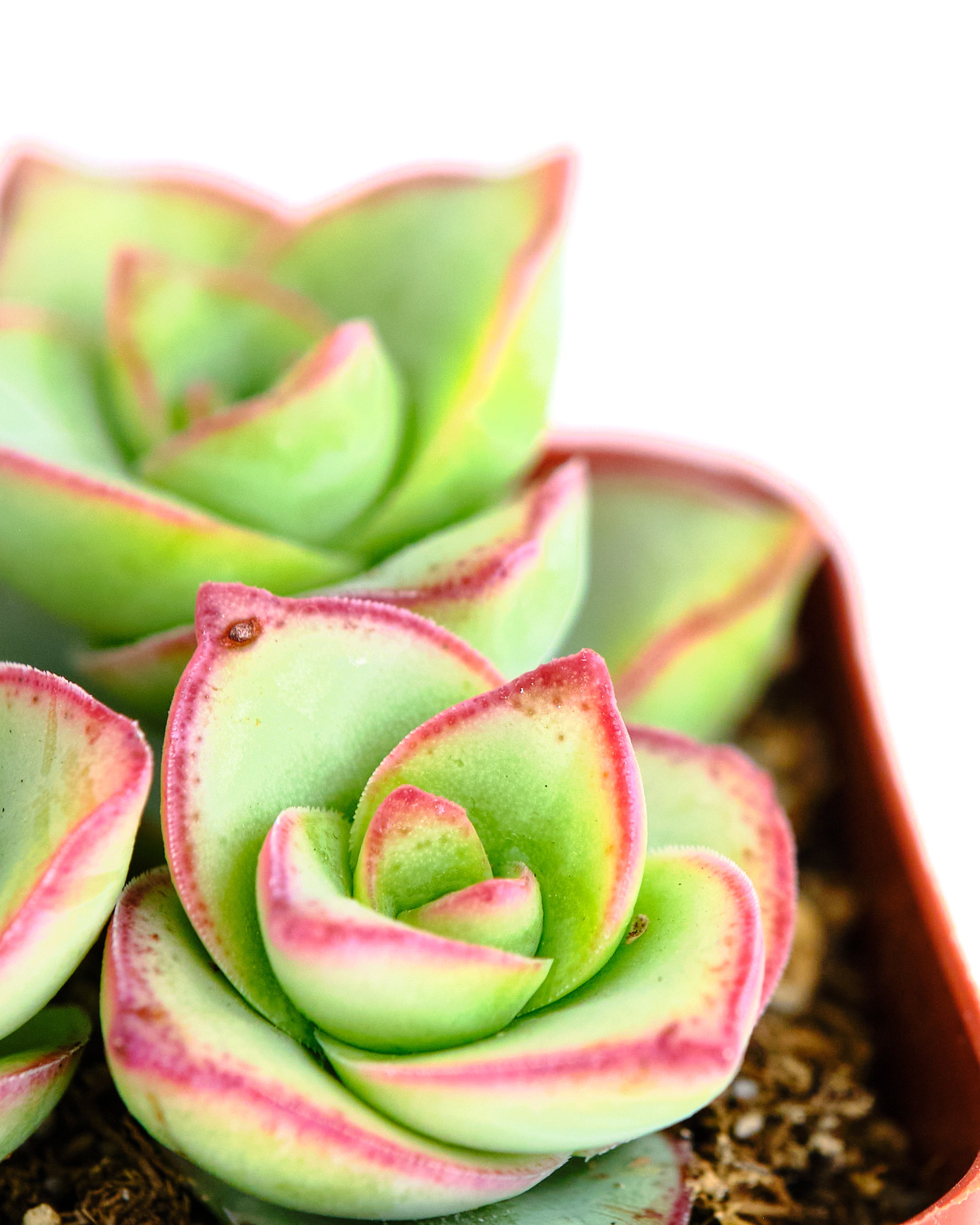 Crassula perforata 'Large Buttons'-mmluna