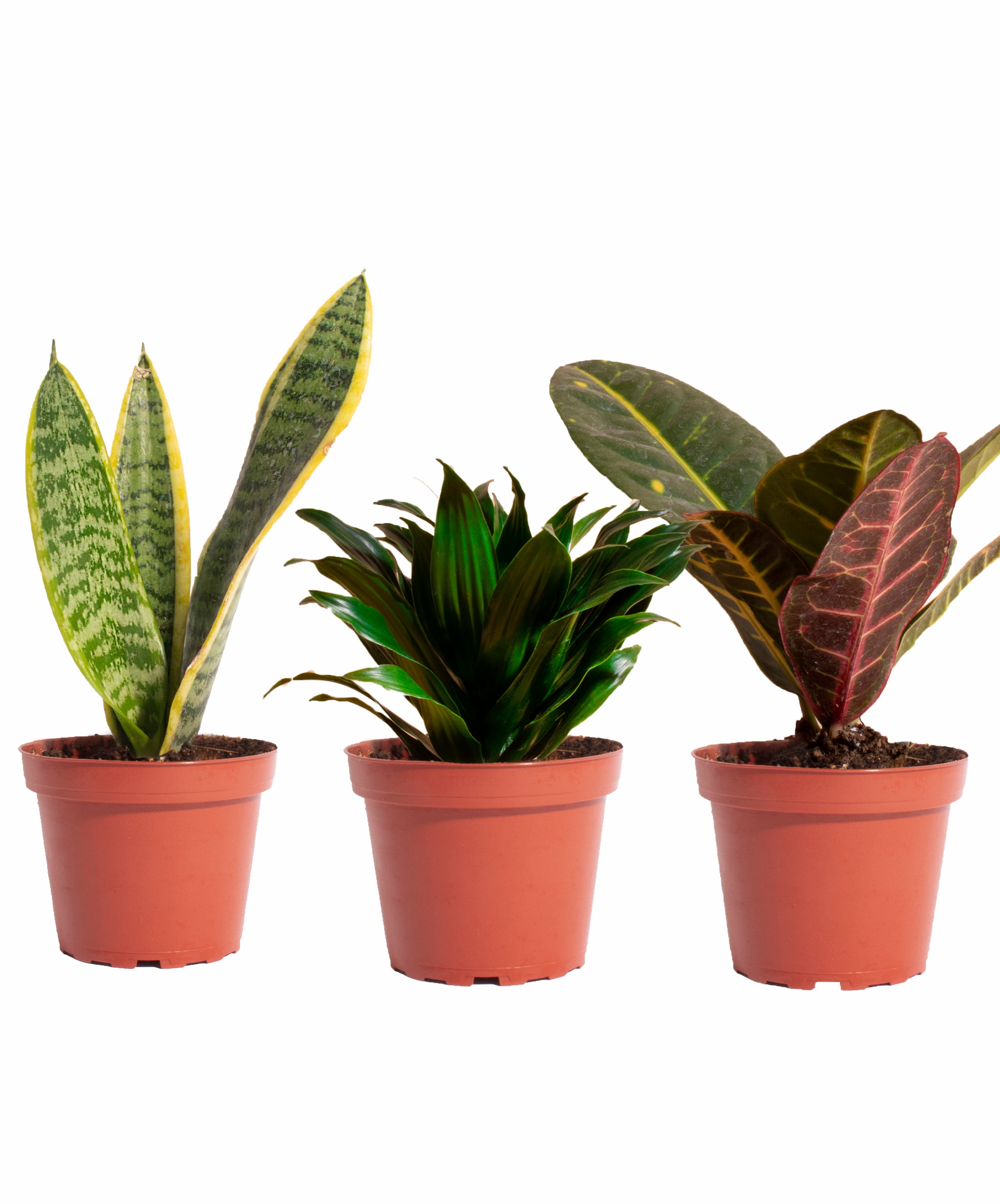 Air Purifying Trio Collection-mmluna