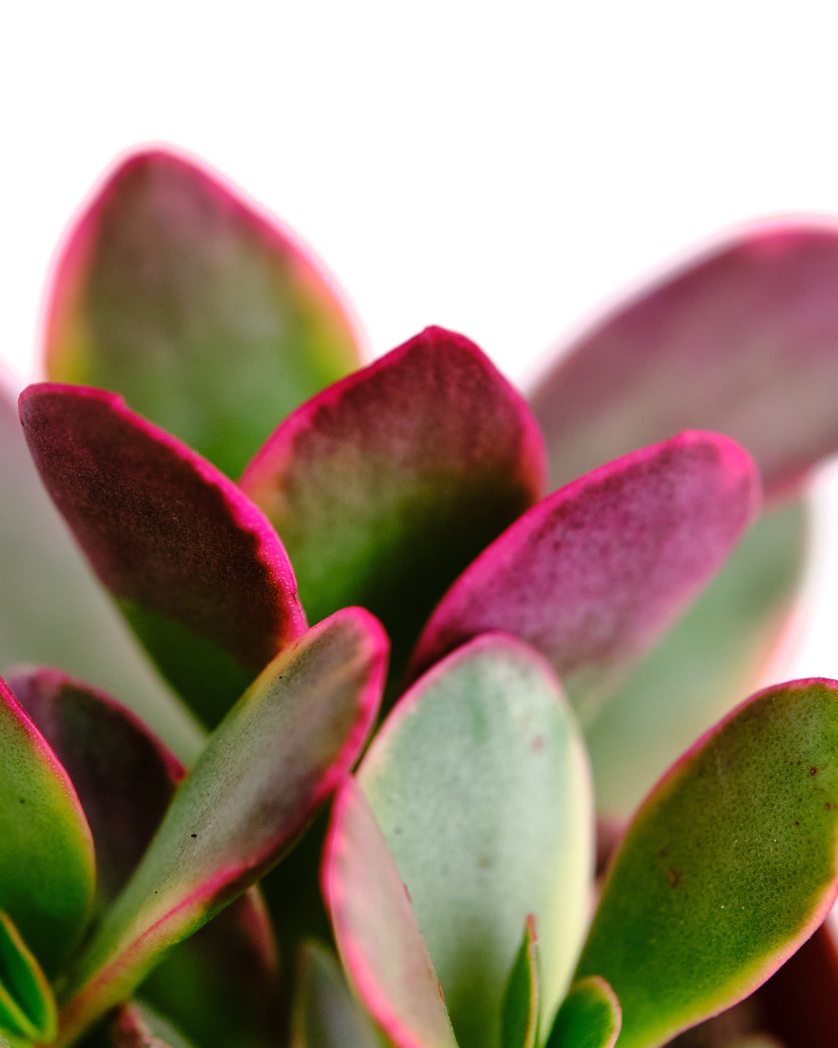 Crassula ovata variegata 'Rainbow Jade'-mmluna