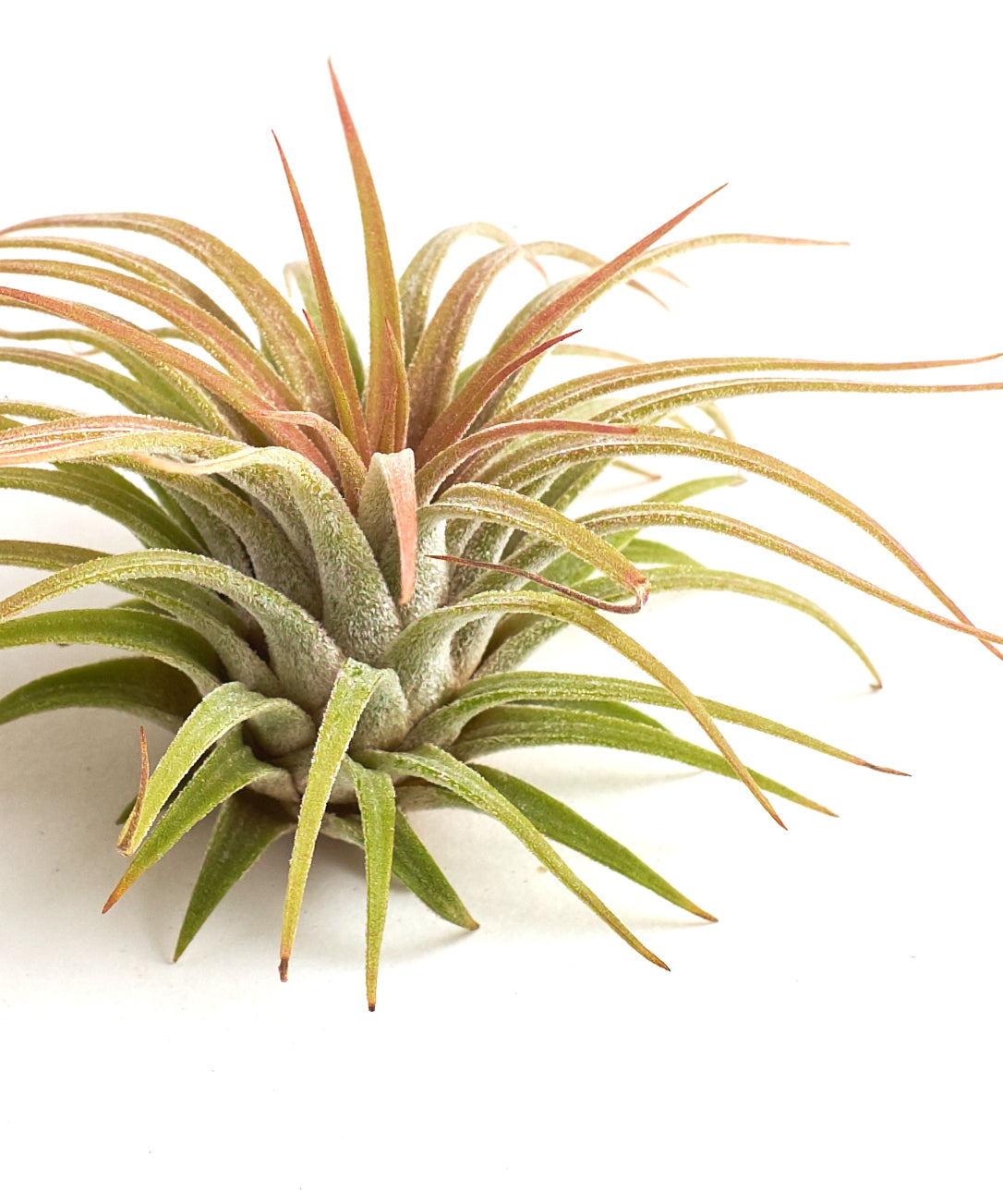 Tillandsia Ionantha Rubra-mmluna