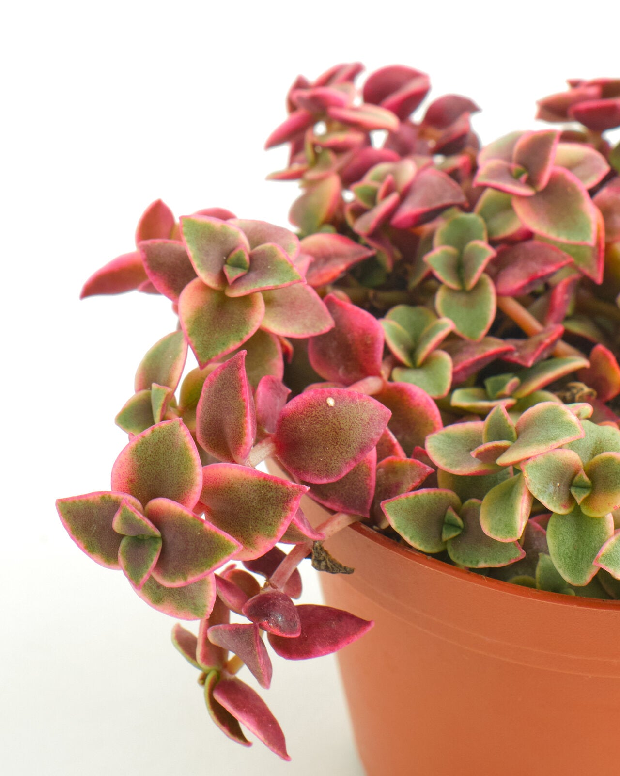 Crassula Pellucida Variegata 'Calico Kitten'-mmluna