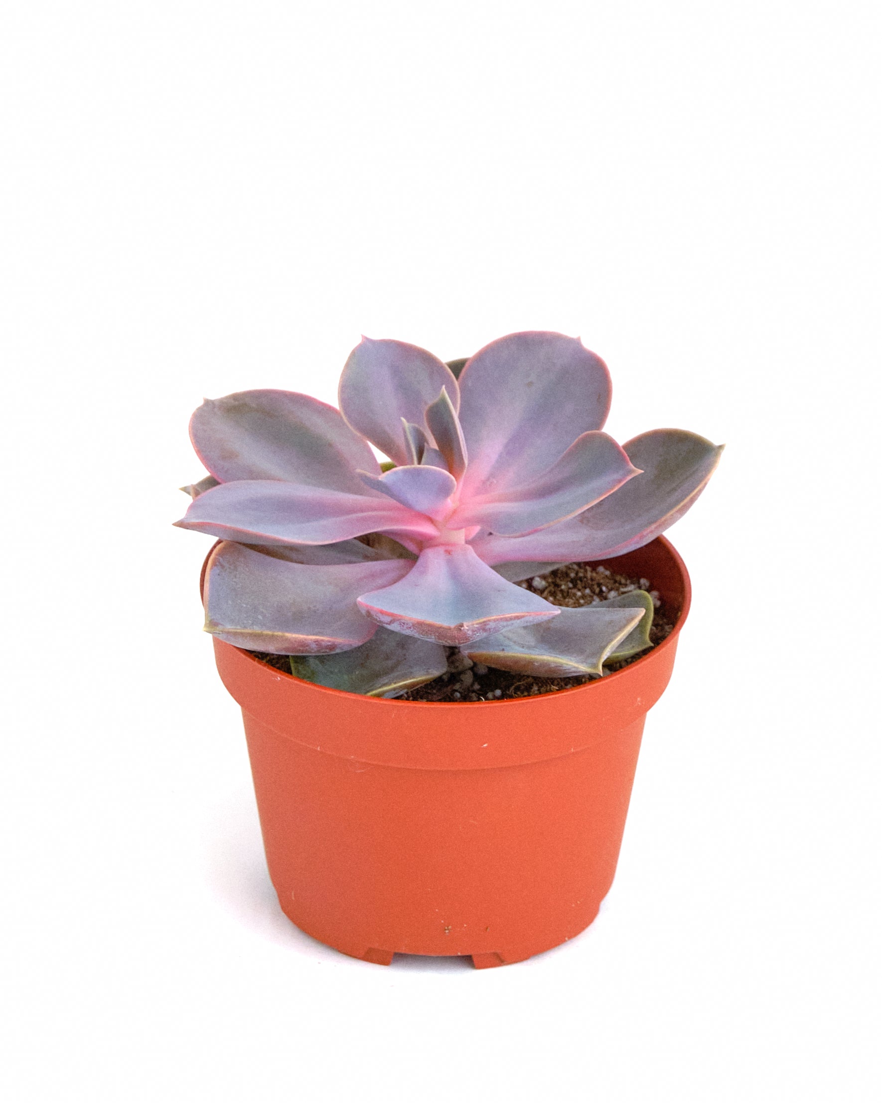 Echeveria 'Perle Von Nurnberg'-mmluna