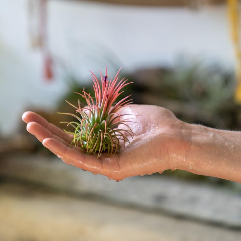 Tillandsia Ionantha Air Plant Collection-mmluna
