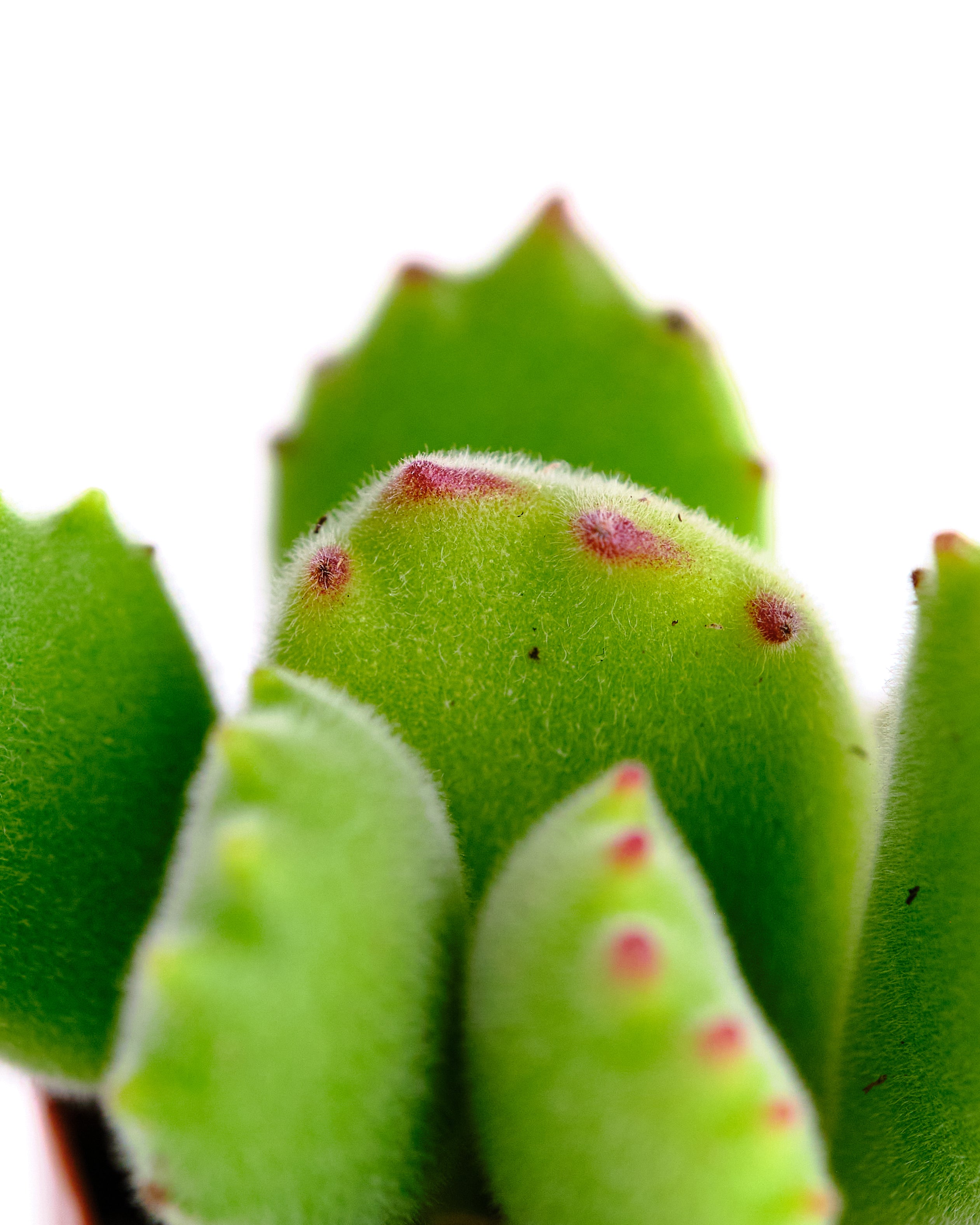 Cotyledon tomentosa 'Bear Paw'-mmluna