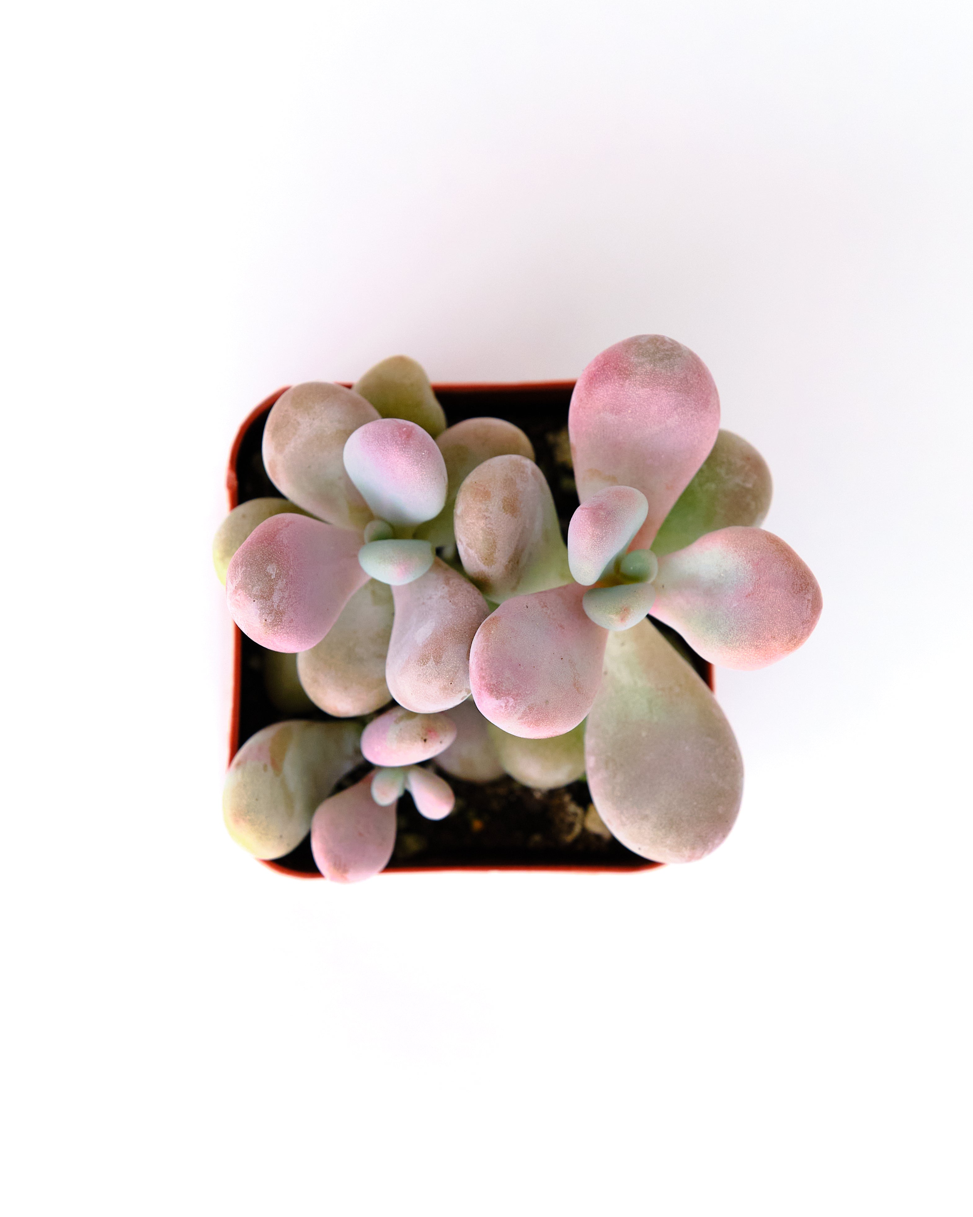 Graptopetalum Amethystinum-mmluna