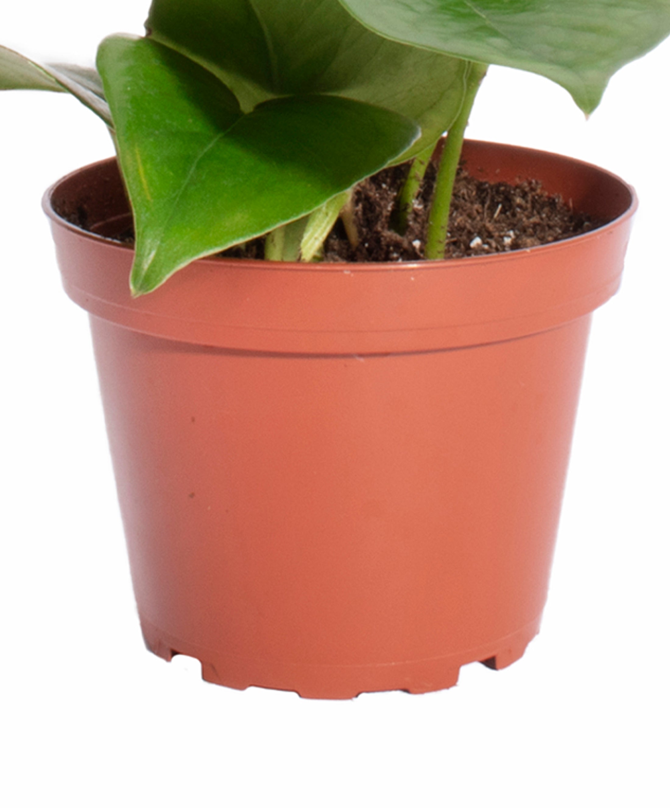 Pothos & Spider Plant-mmluna