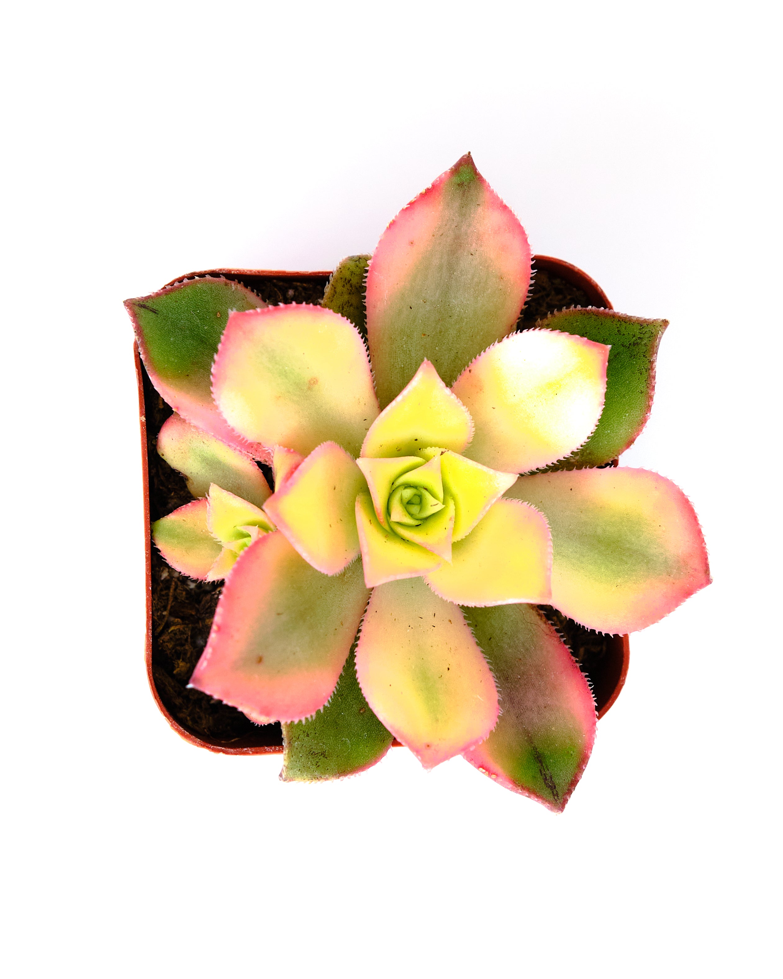 Aeonium haworthii 'Kiwi'-mmluna