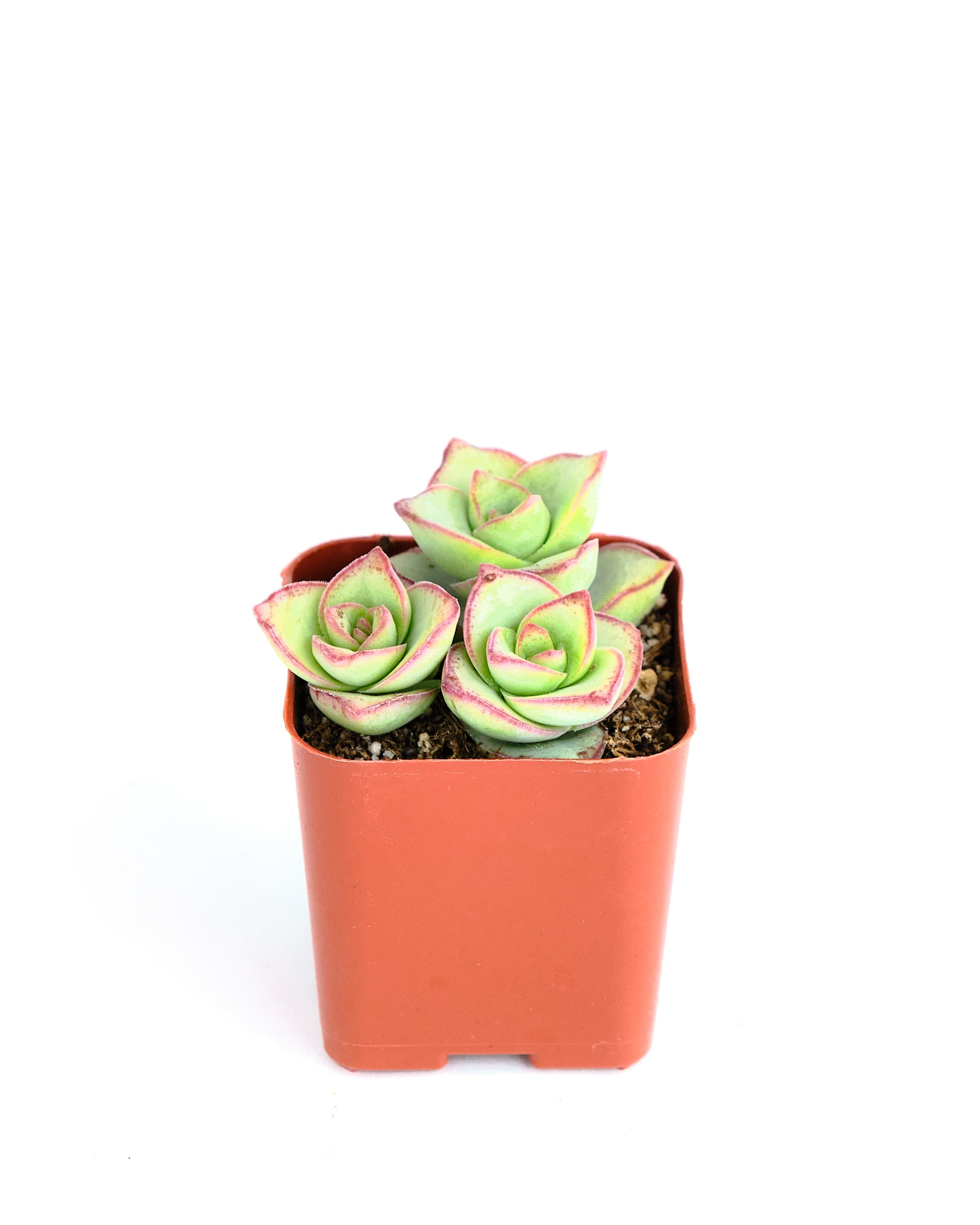Crassula perforata 'Large Buttons'-mmluna